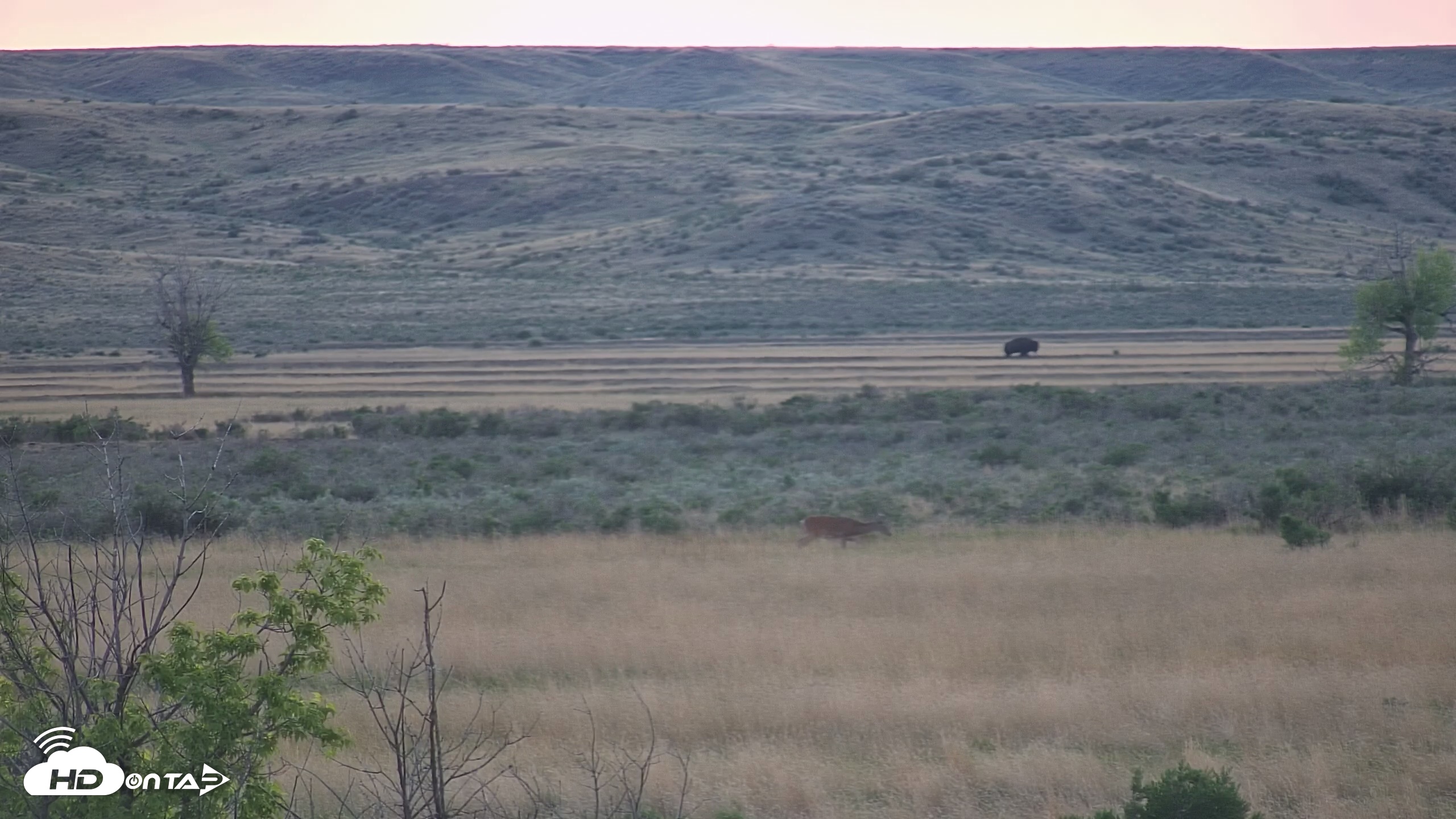Snapshot of Montana Grasslands Bison Live Webcam taken May 20, 2025, 8:42pm MDT