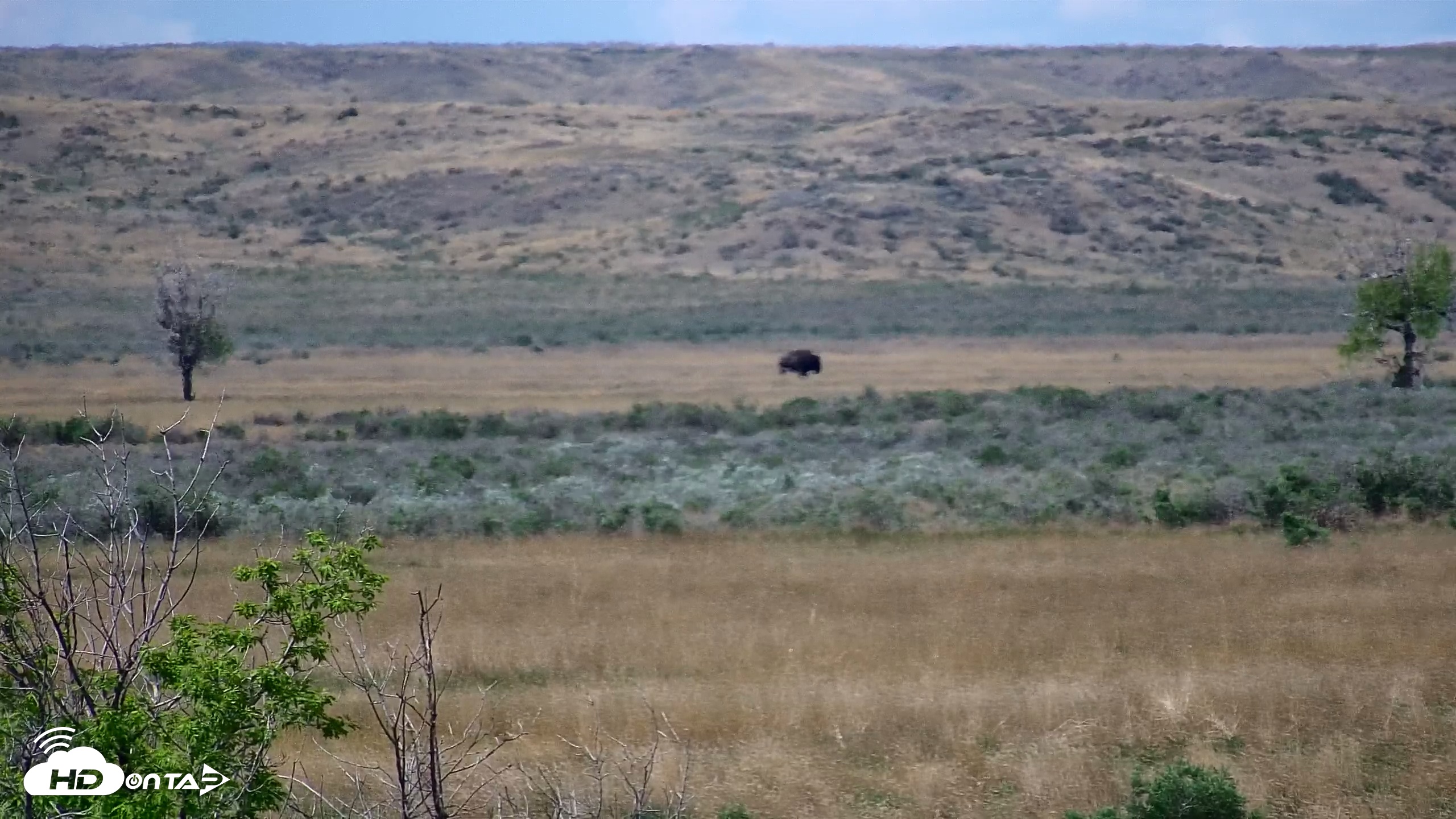 Snapshot of Montana Grasslands Bison Live Webcam taken May 17, 2025, 1:37pm MDT