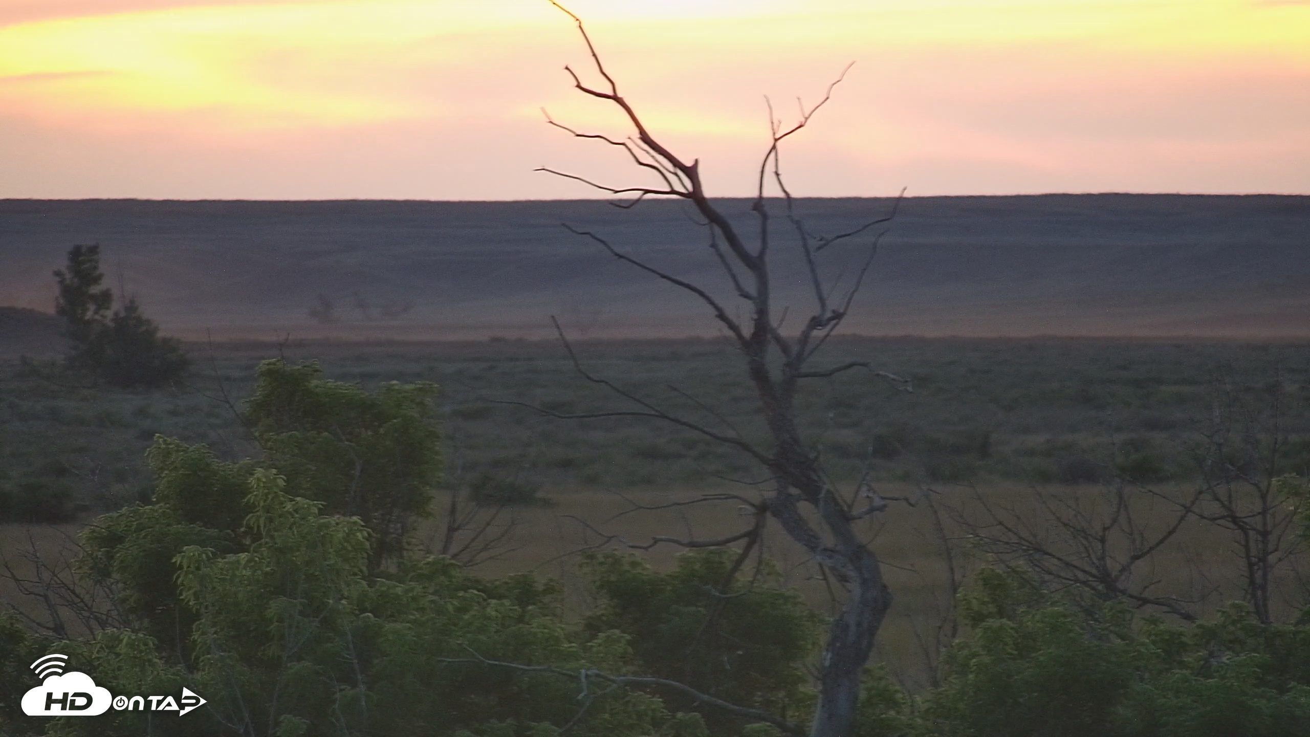 Snapshot of Montana Grasslands Bison Live Webcam taken Jul 11, 2025, 9:31pm MDT