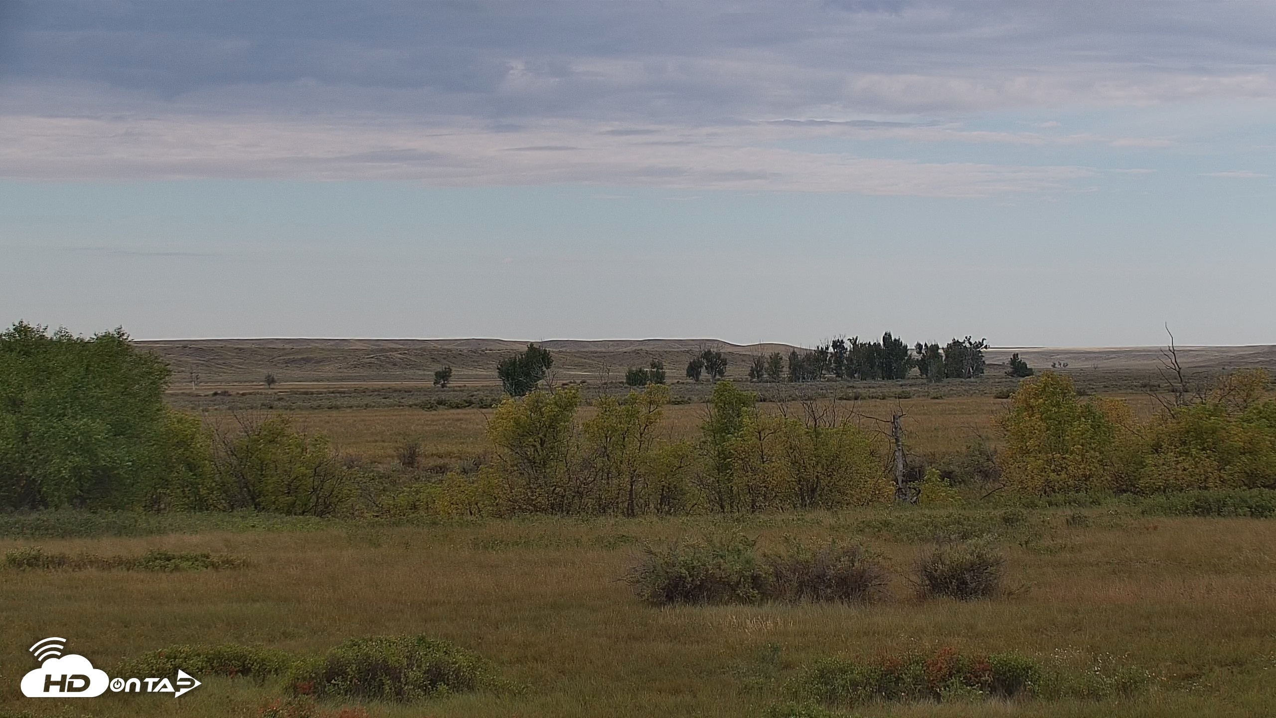 Snapshot of Montana Grasslands Bison Live Webcam taken Sep 23, 2026, 11:05am MDT