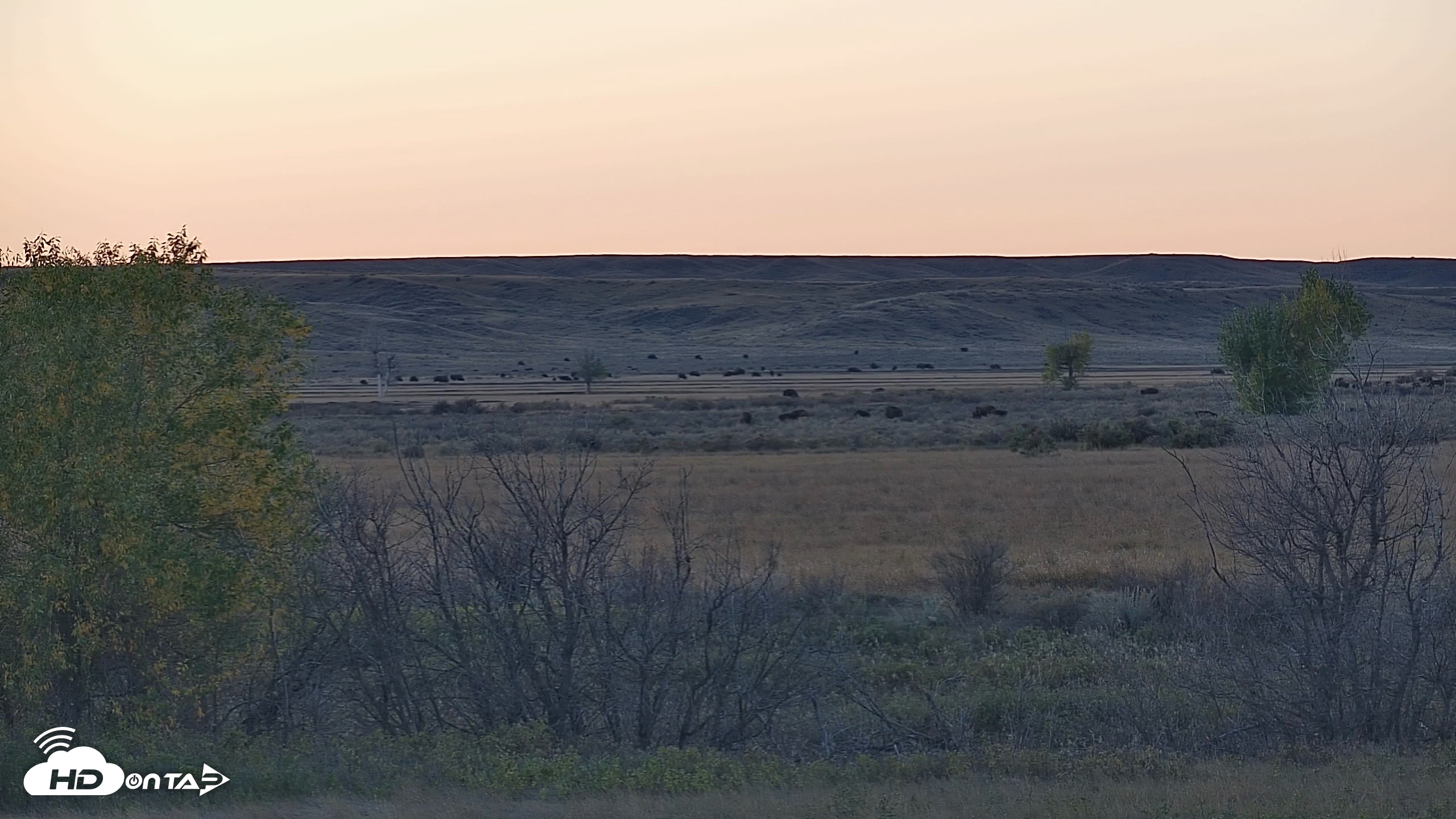 Snapshot of Montana Grasslands Bison Live Webcam taken Oct 13, 2026, 6:31pm MDT