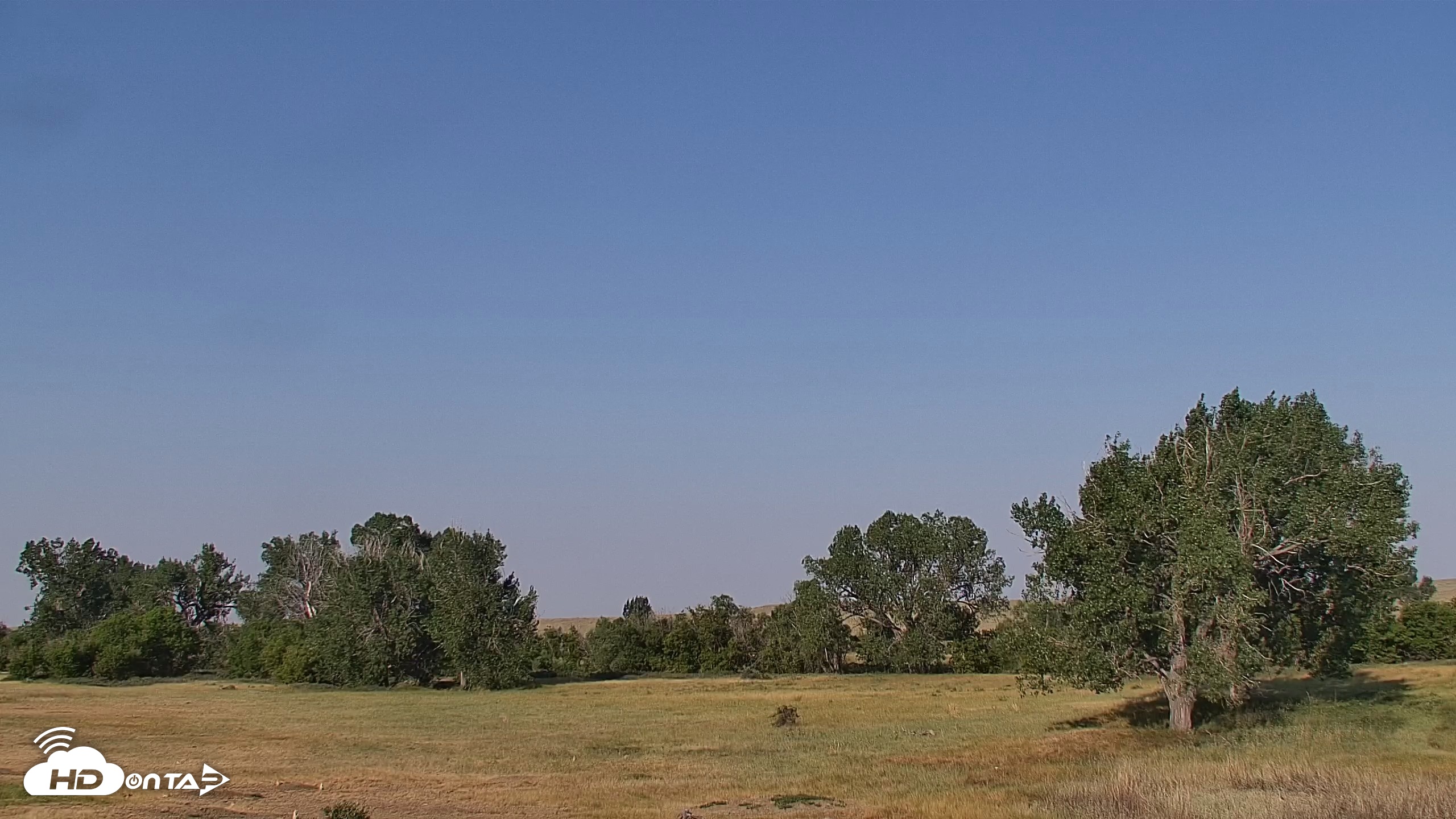 Snapshot of Montana Grasslands Bison Live Webcam taken Aug 6, 2026, 8:31am MDT