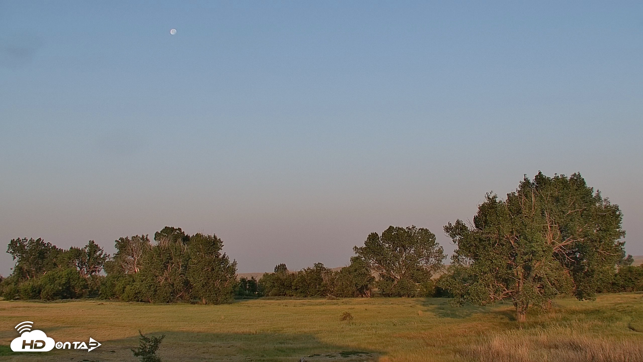 Snapshot of Montana Grasslands Bison Live Webcam taken Aug 1, 2026, 6:41am MDT