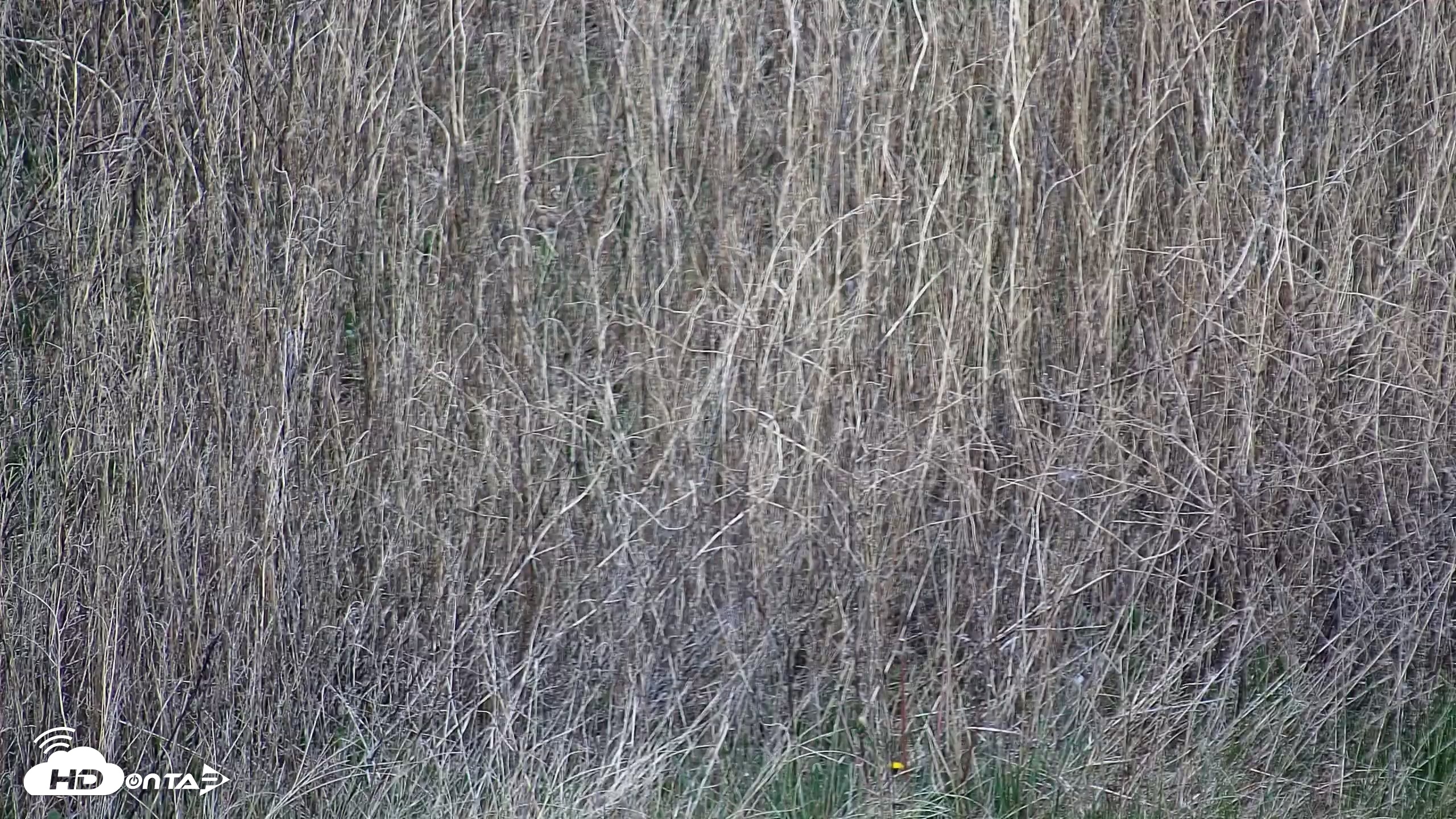 Snapshot of Montana Grasslands Bison Live Webcam taken May 23, 2026, 10:43am MDT