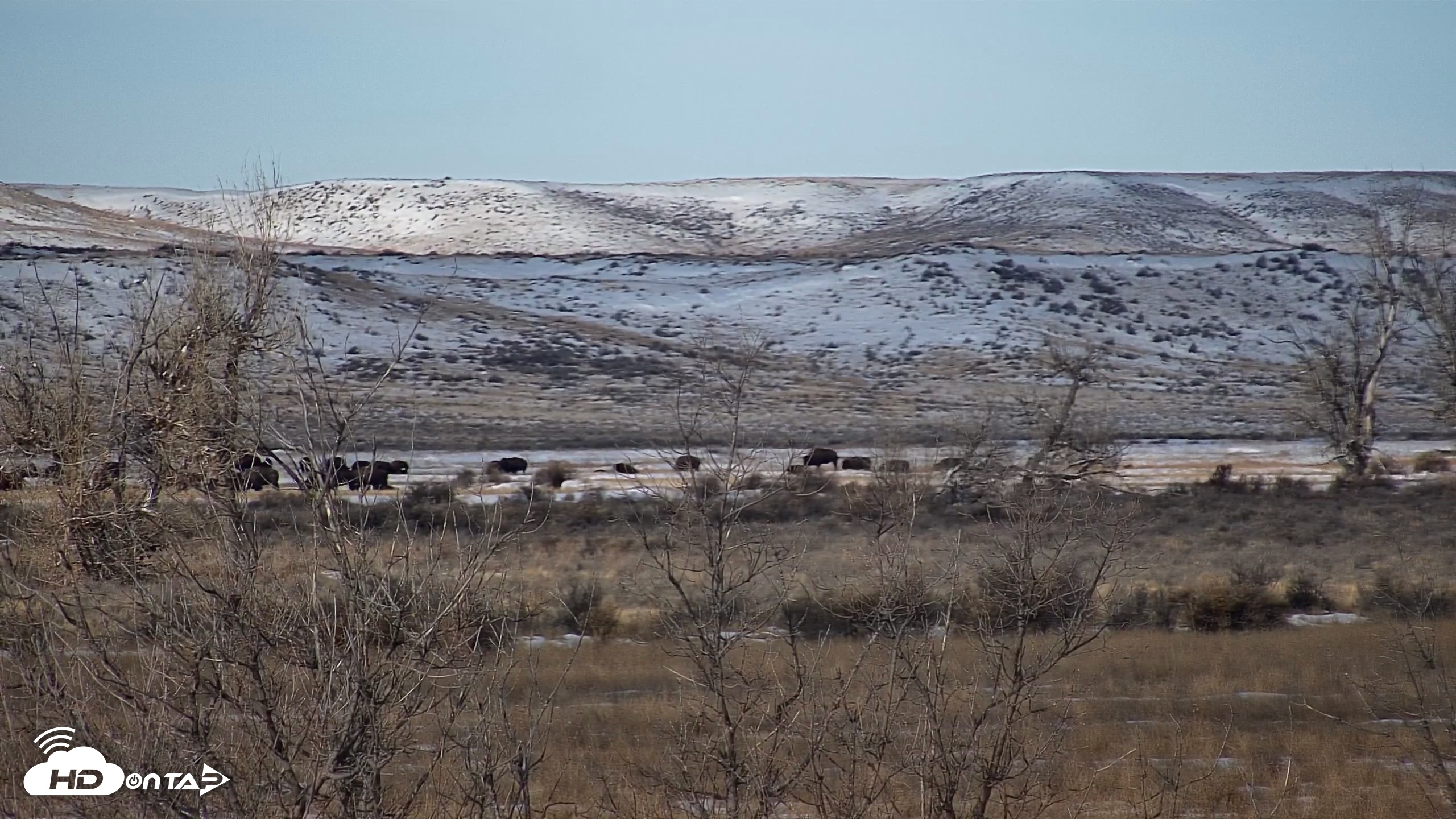 Snapshot of Montana Grasslands Bison Live Webcam taken Dec 7, 2025, 10:24am MST