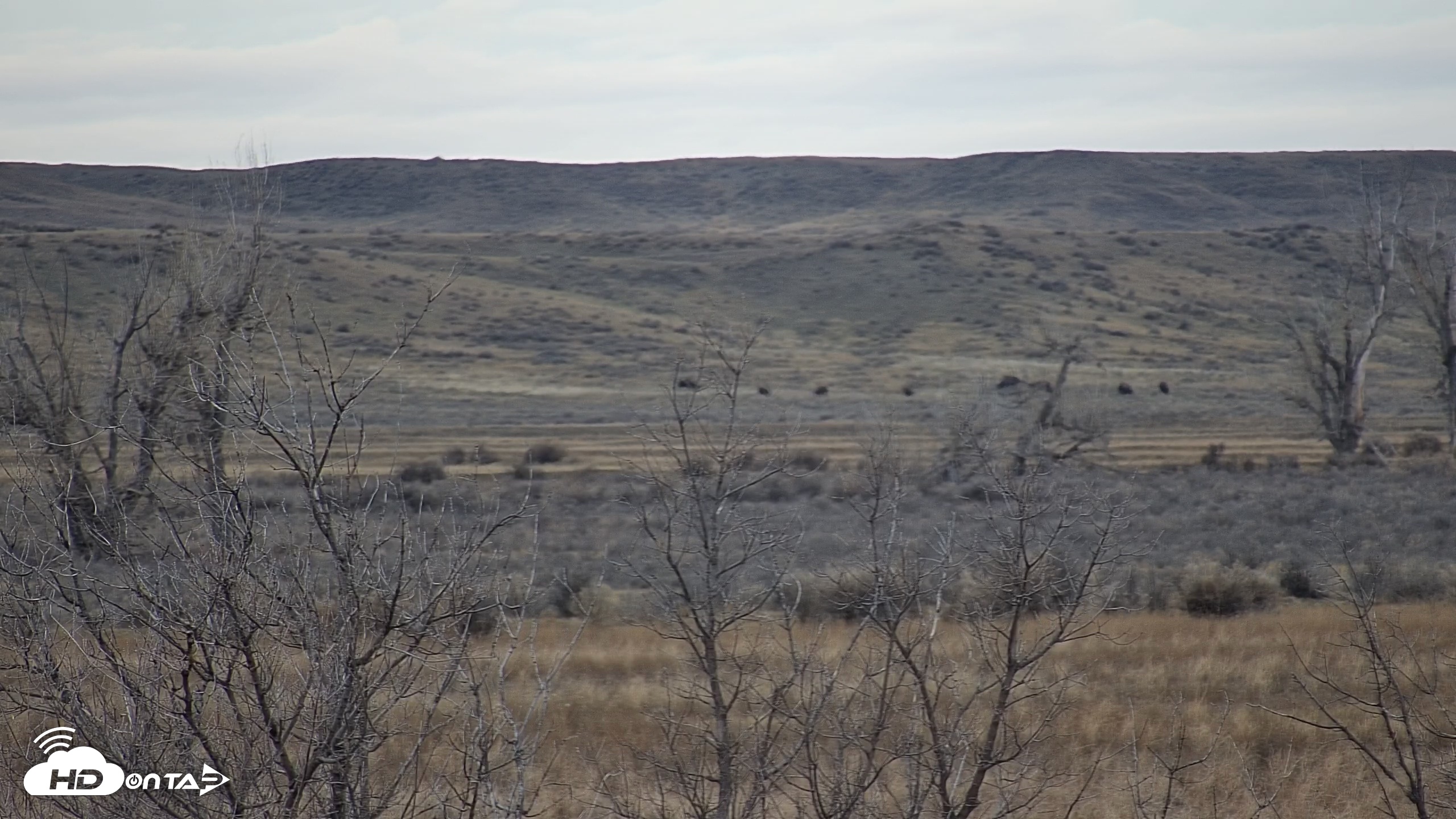 Snapshot of Montana Grasslands Bison Live Webcam taken Mar 21, 2026, 7:43am MDT