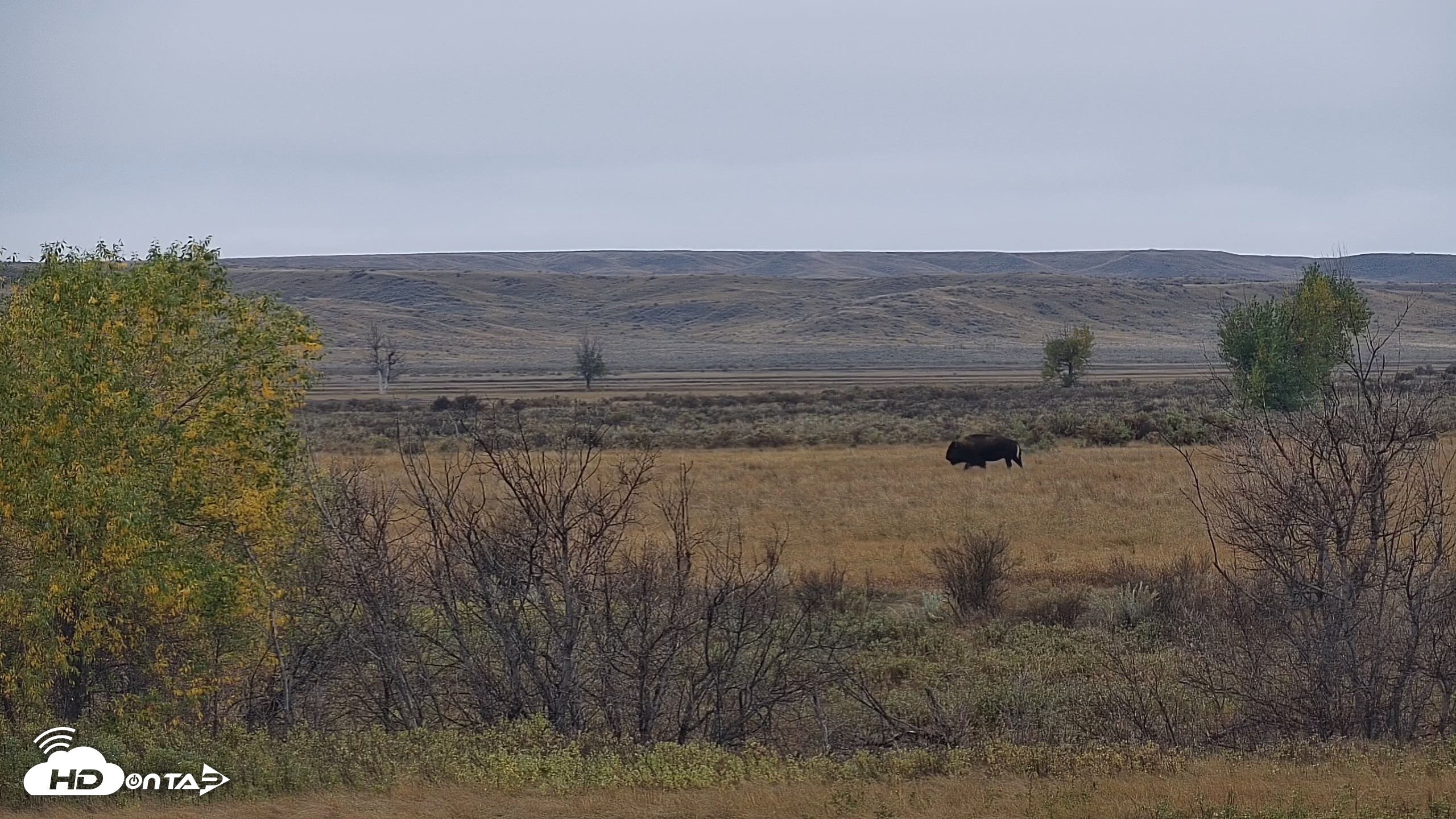 Snapshot of Montana Grasslands Bison Live Webcam taken Oct 13, 2026, 9:24am MDT