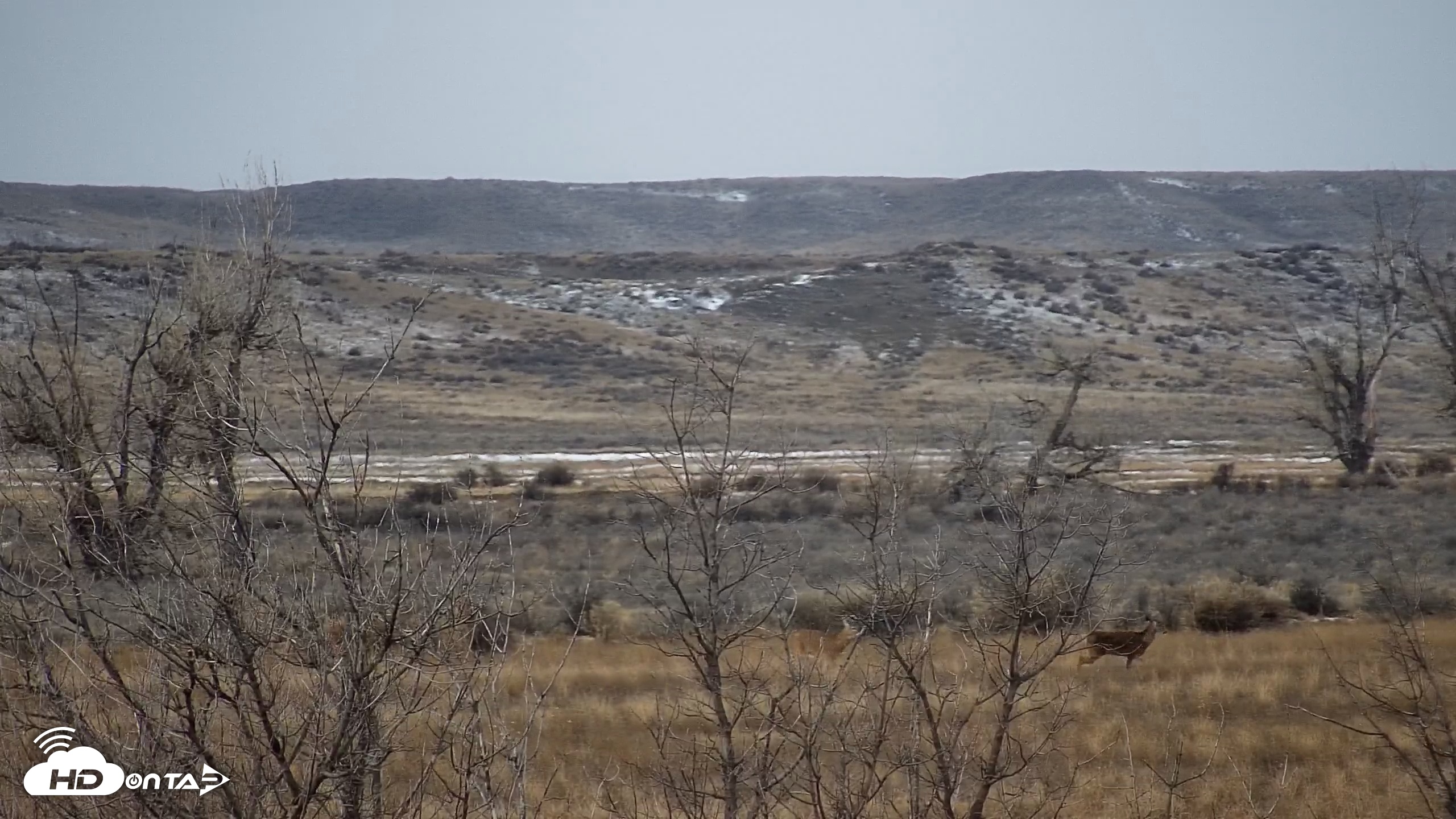 Snapshot of Montana Grasslands Bison Live Webcam taken Jan 22, 2026, 1:05pm MST
