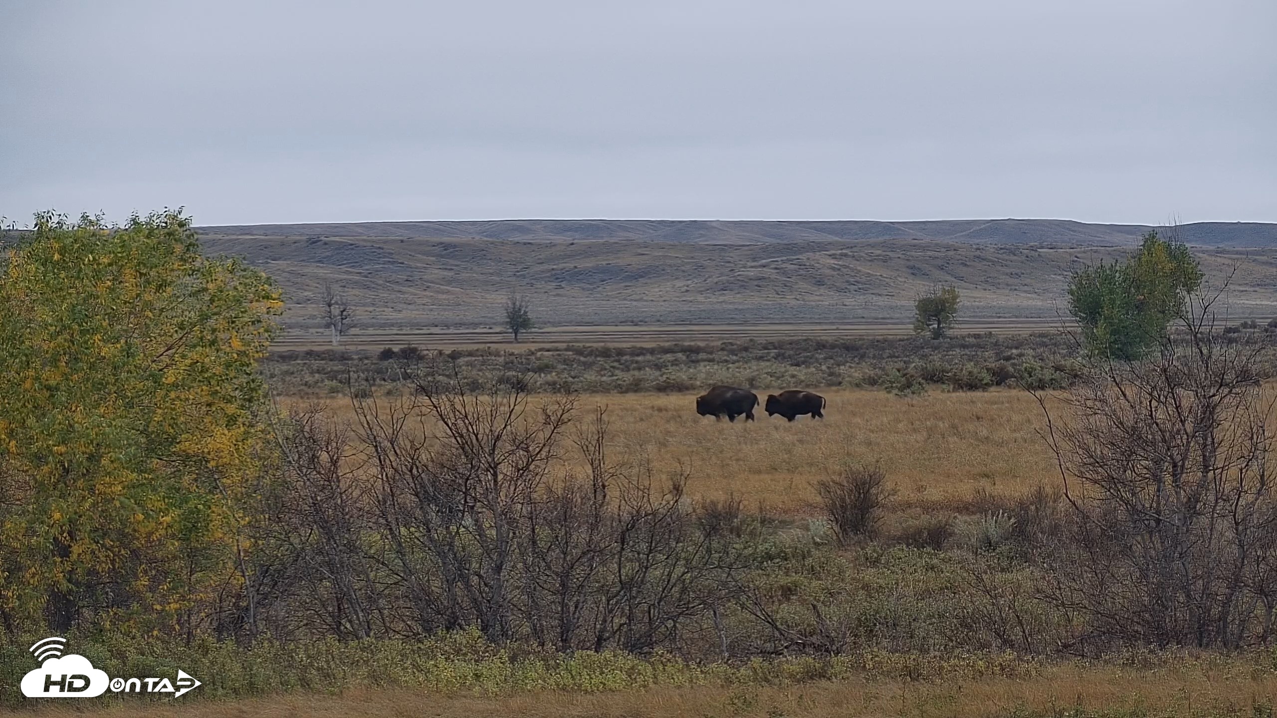 Snapshot of Montana Grasslands Bison Live Webcam taken Oct 13, 2026, 9:24am MDT