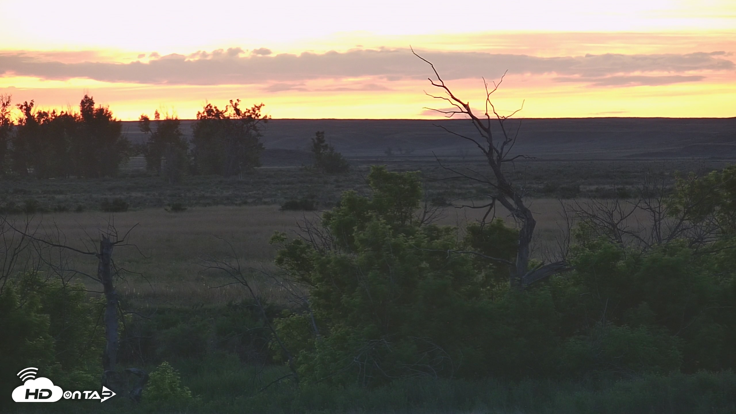 Snapshot of Montana Grasslands Bison Live Webcam taken May 31, 2025, 9:24pm MDT