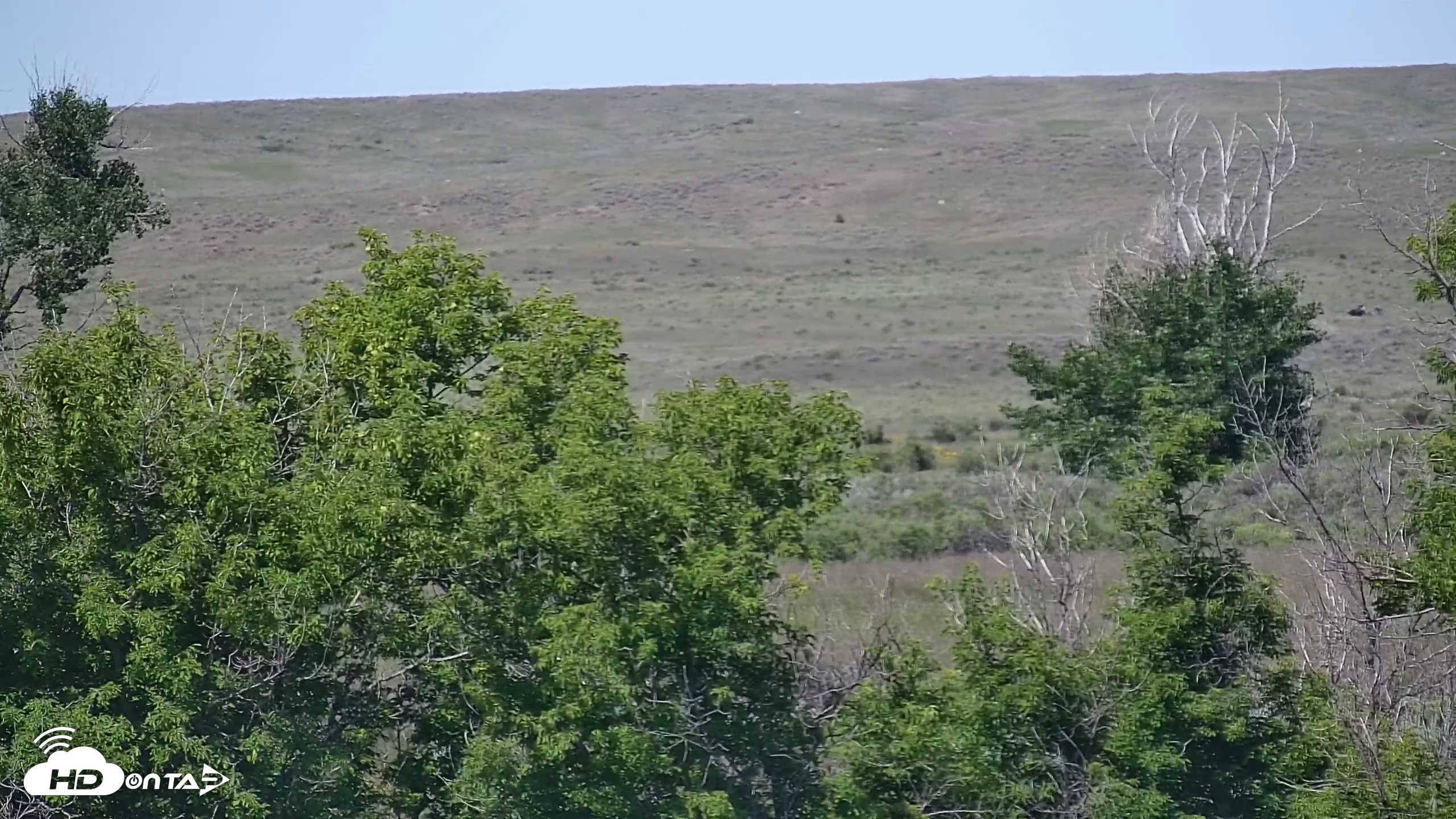 Snapshot of Montana Grasslands Bison Live Webcam taken Jun 30, 2025, 11:23am MDT