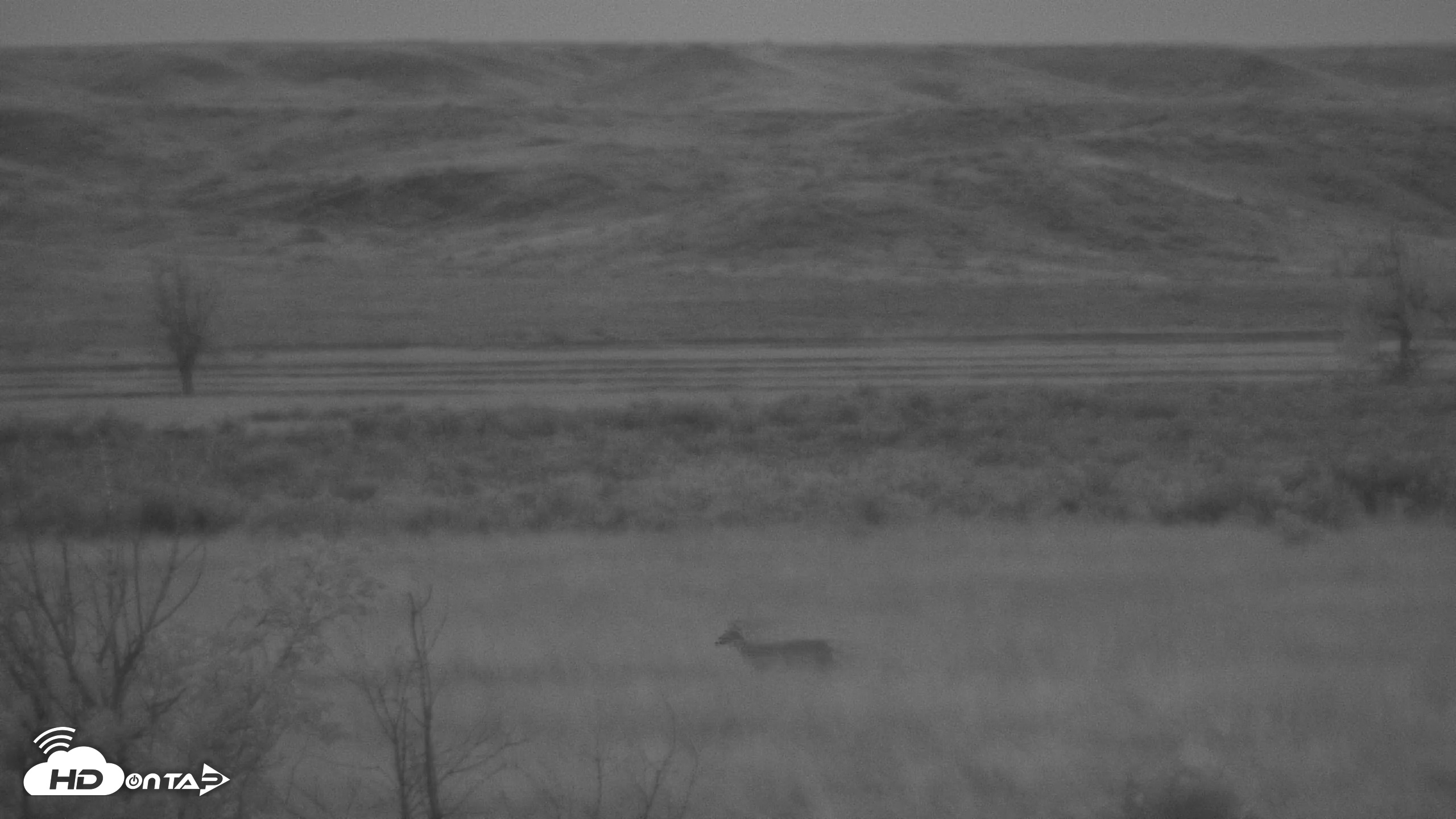 Snapshot of Montana Grasslands Bison Live Webcam taken May 18, 2025, 5:08am MDT