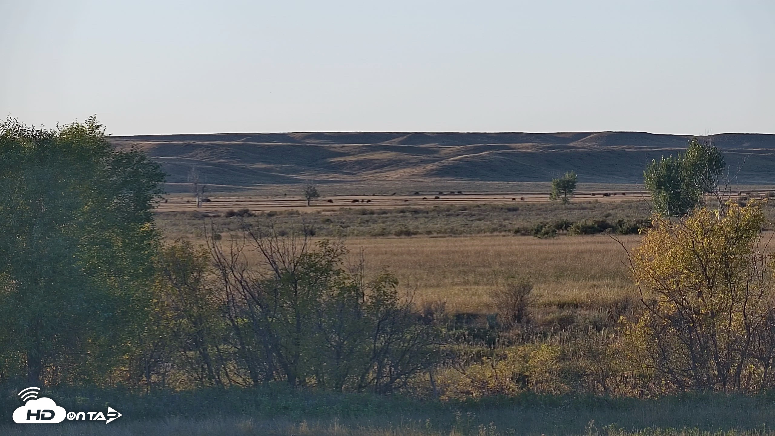 Snapshot of Montana Grasslands Bison Live Webcam taken Sep 28, 2026, 6:18pm MDT