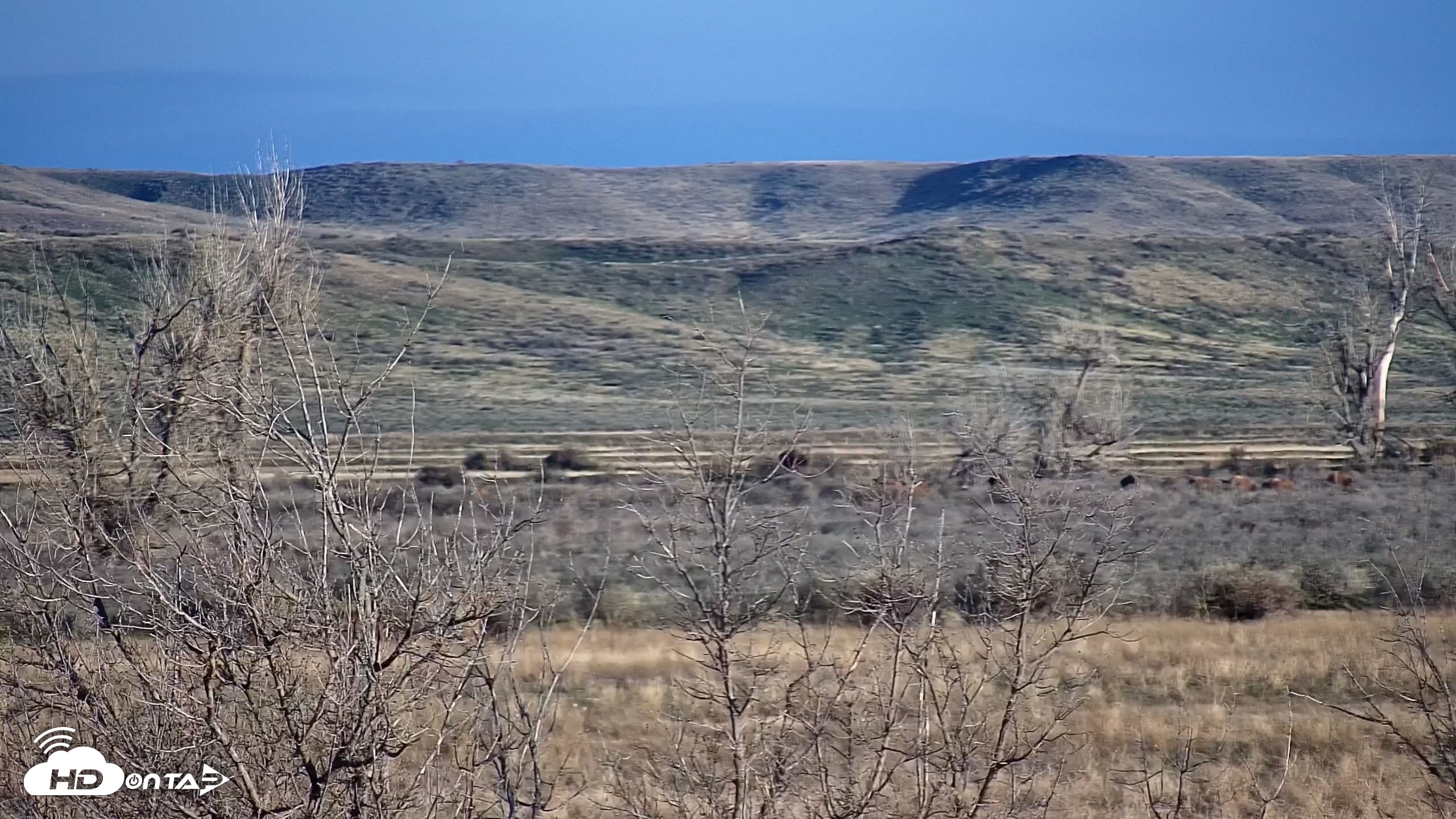 Snapshot of Montana Grasslands Bison Live Webcam taken Apr 17, 2026, 7:10am MDT