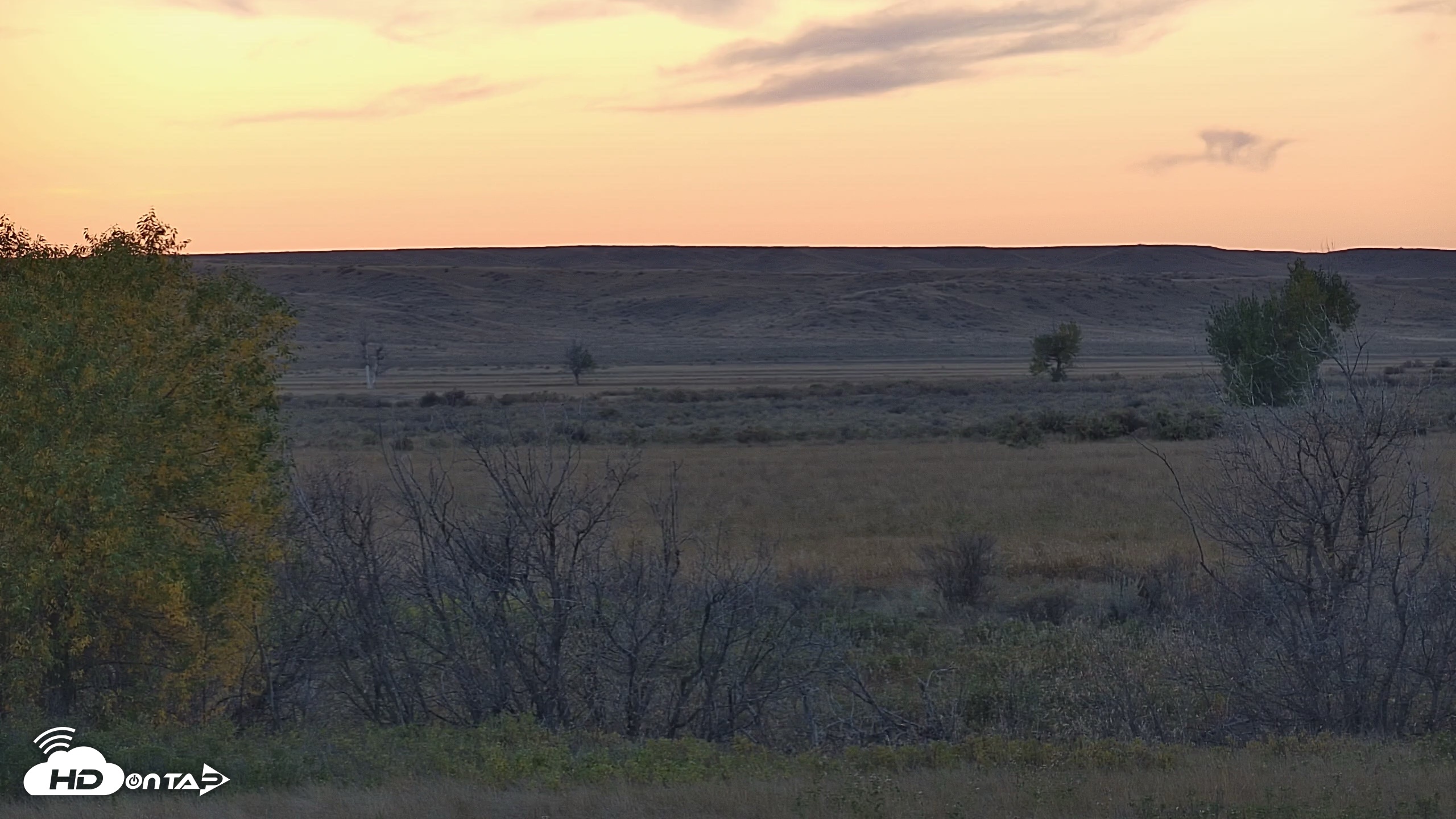 Snapshot of Montana Grasslands Bison Live Webcam taken Oct 8, 2026, 6:39pm MDT