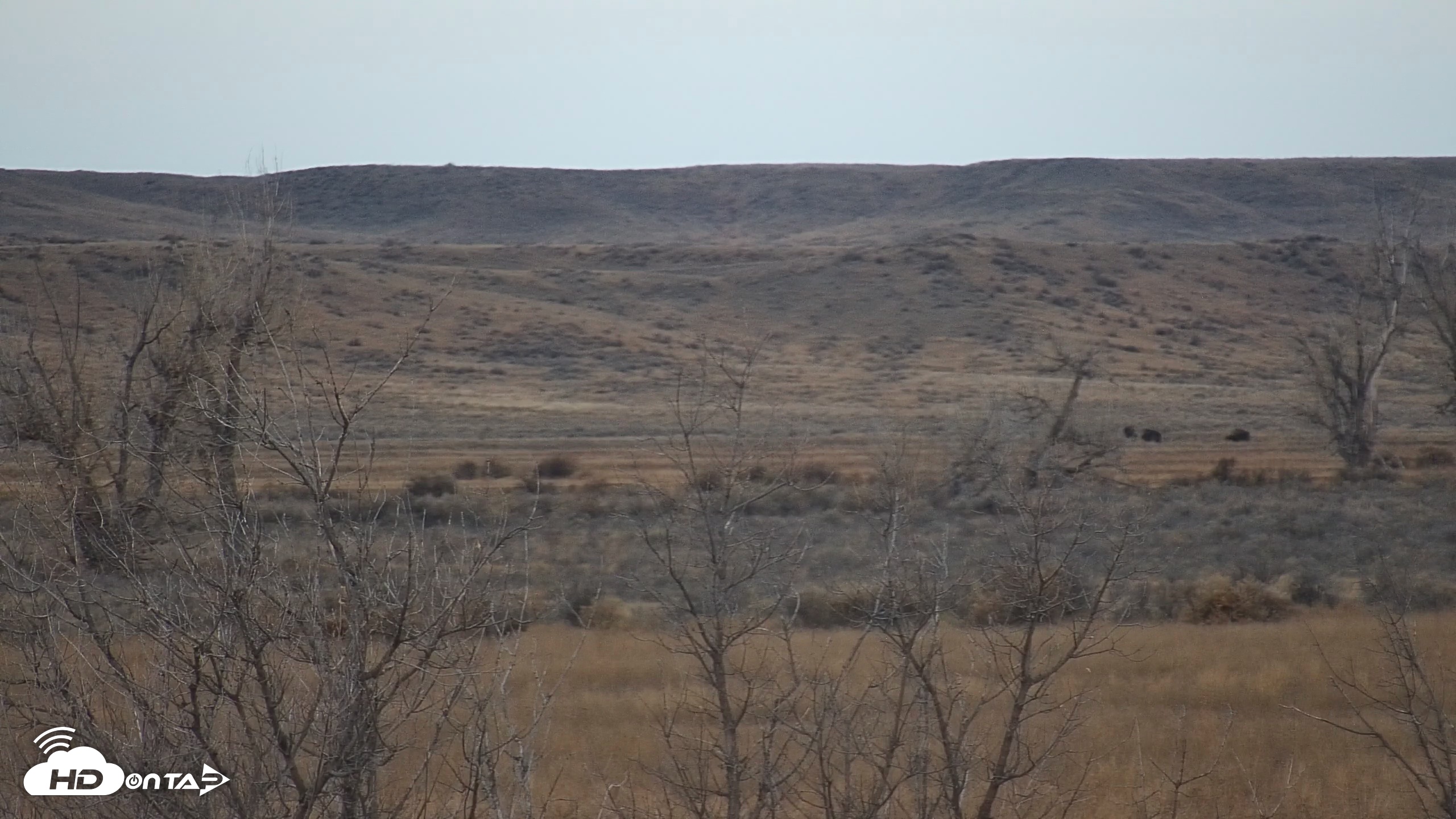 Snapshot of Montana Grasslands Bison Live Webcam taken Nov 14, 2025, 7:22am MST