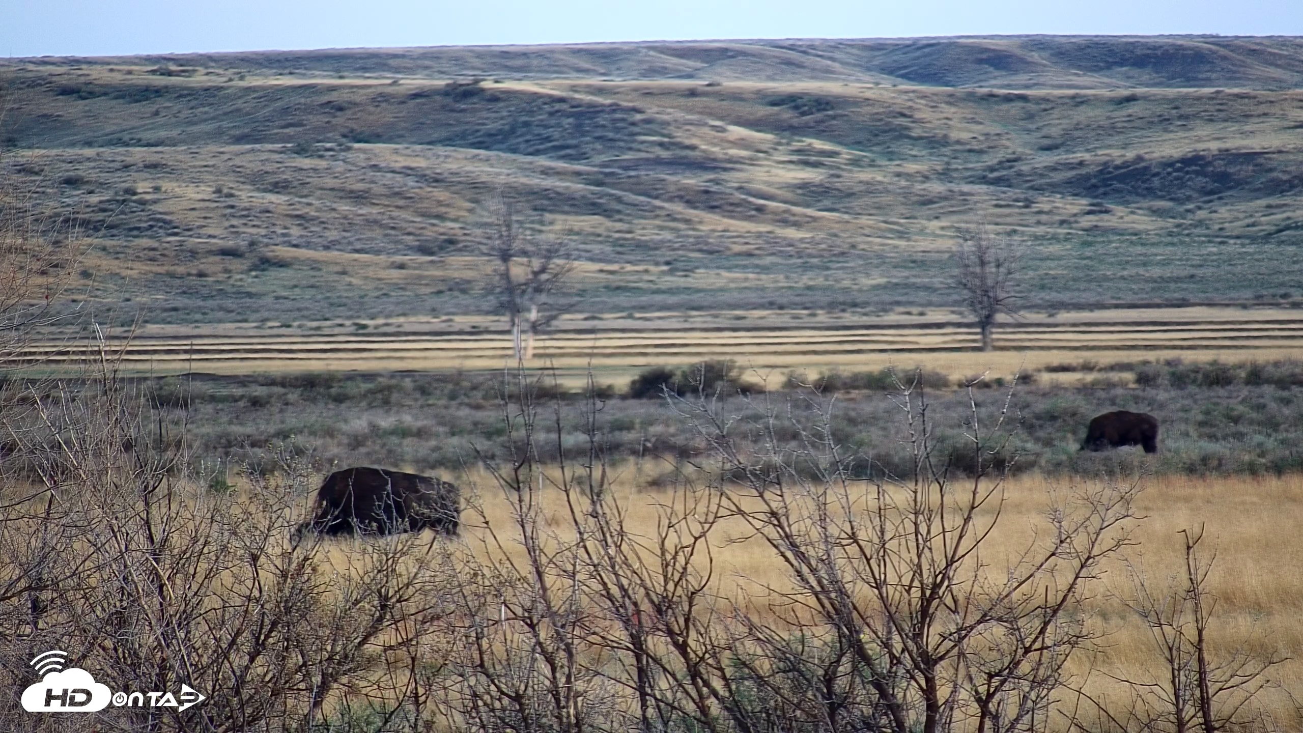 Snapshot of Montana Grasslands Bison Live Webcam taken May 1, 2025, 5:53am MDT