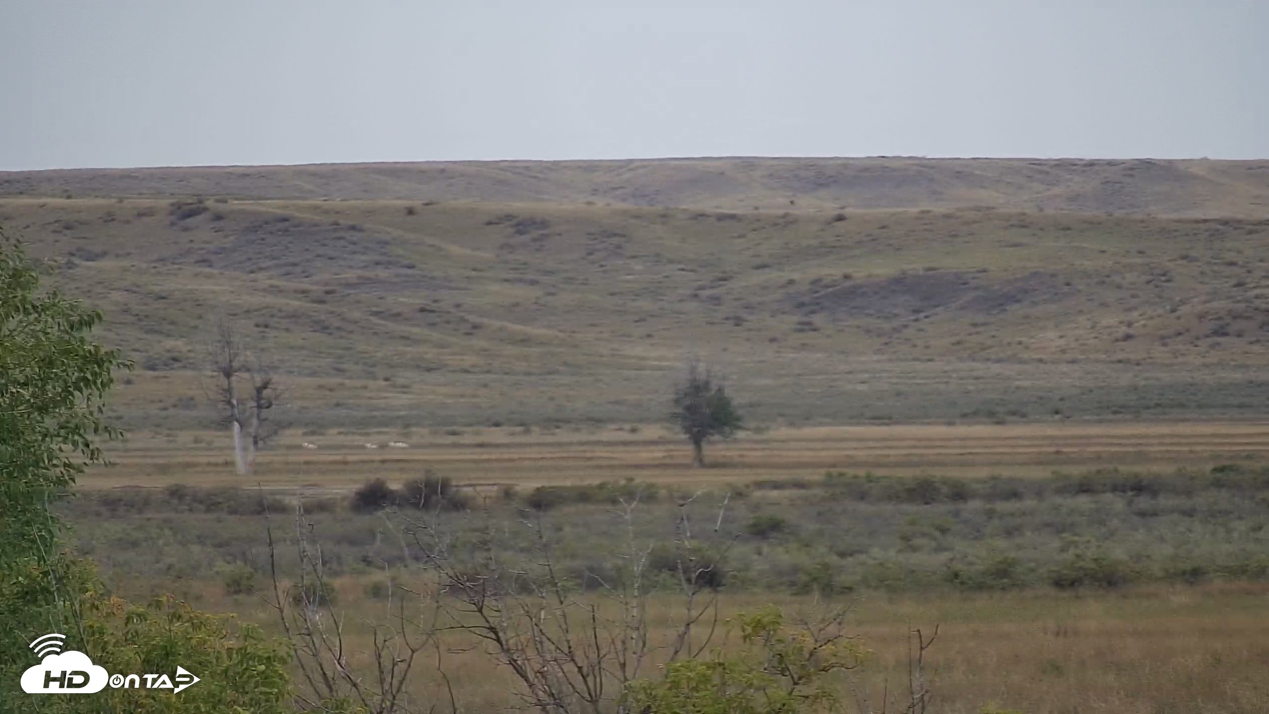 Snapshot of Montana Grasslands Bison Live Webcam taken Sep 23, 2026, 11:06am MDT