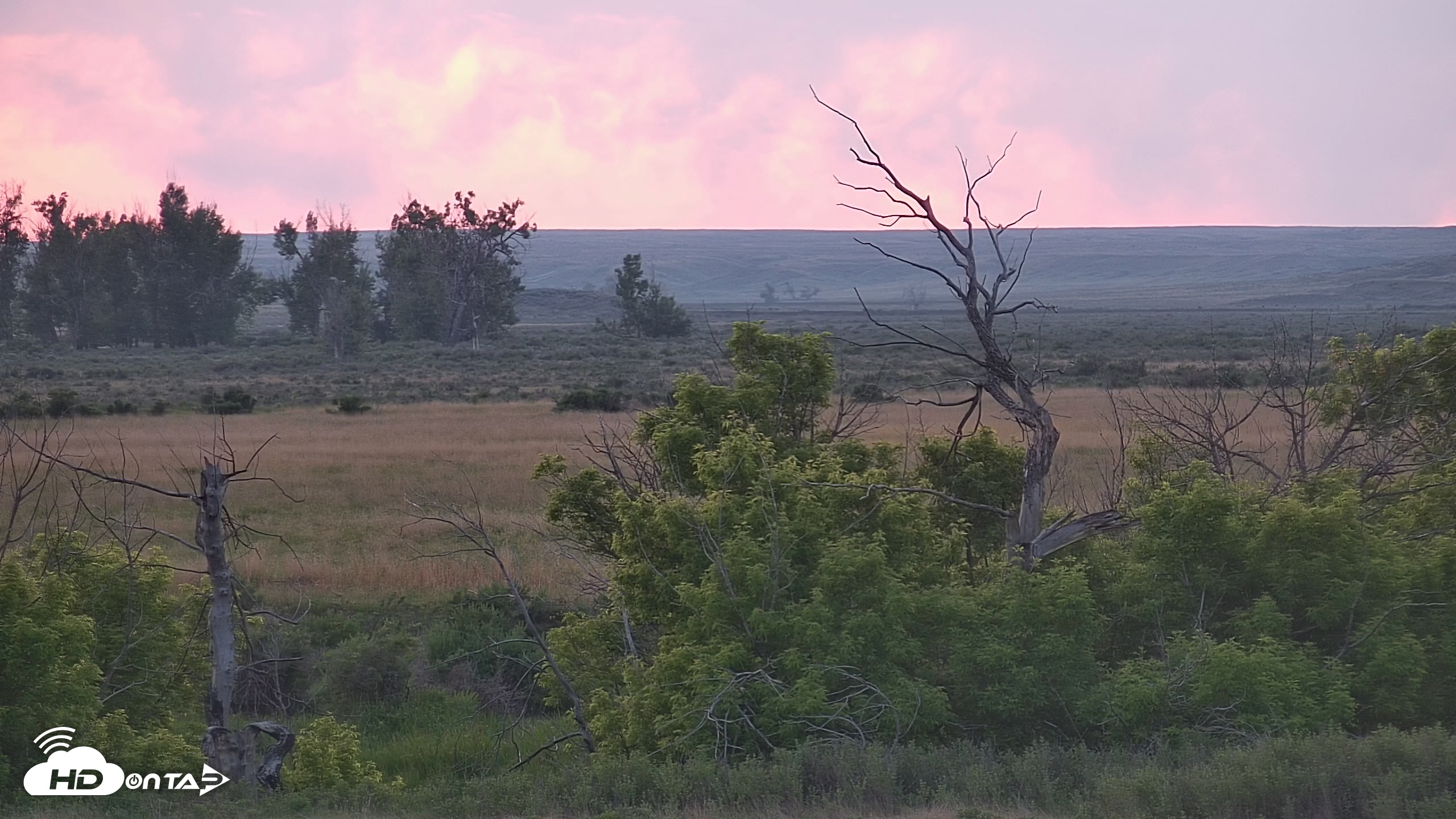 Snapshot of Montana Grasslands Bison Live Webcam taken Jun 2, 2025, 9:02pm MDT