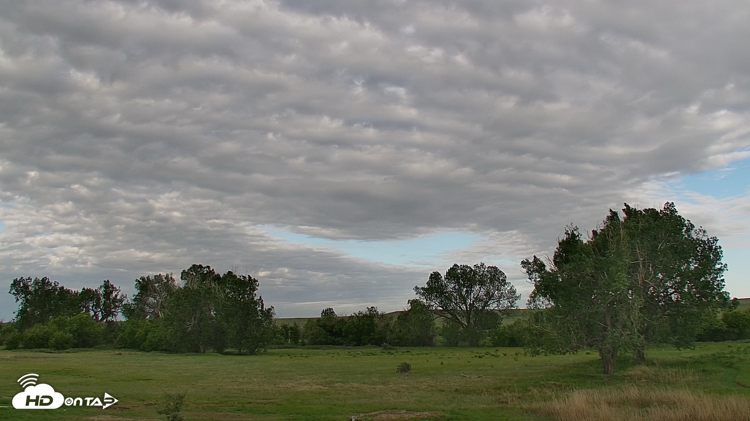 Snapshot of Montana Grasslands Bison Live Webcam taken Jun 13, 2026, 7:30am MDT