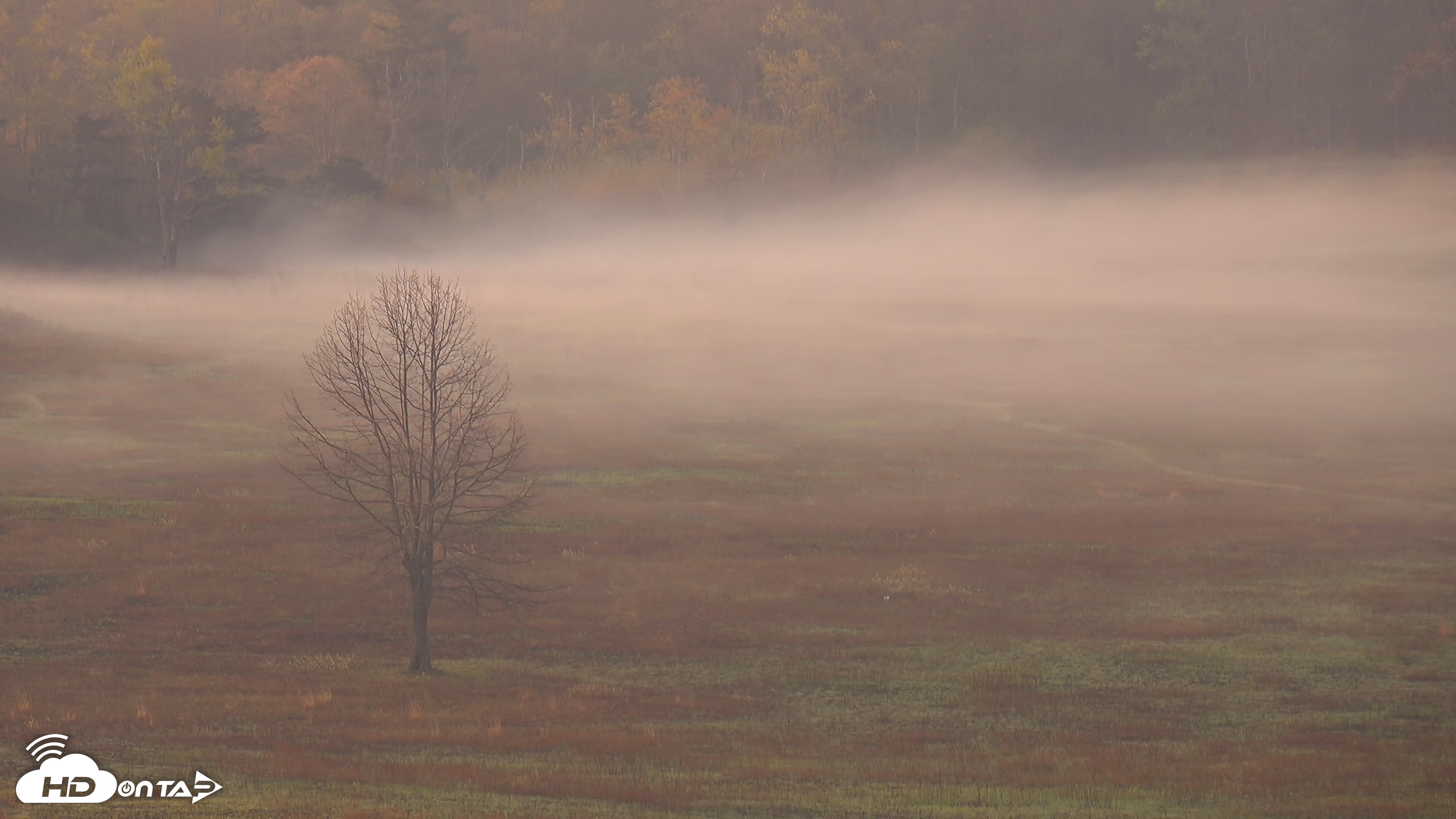 Snapshot of Shenandoah National Park Big Meadow Live Cam taken May 1, 2025, 6:33am EDT