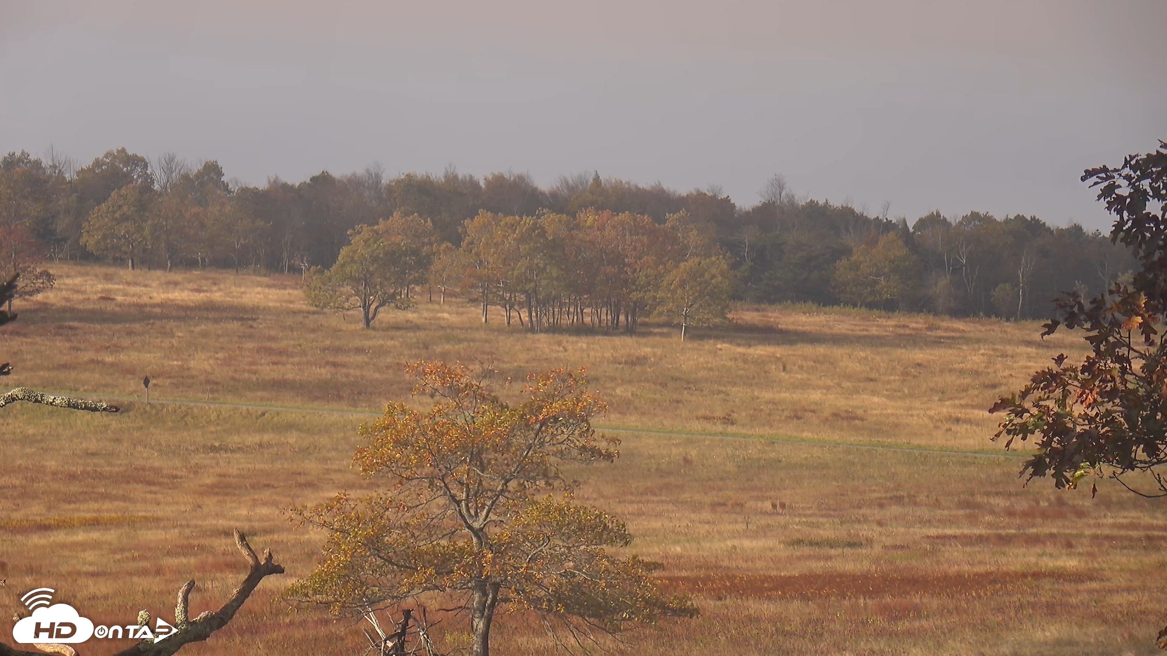 Snapshot of Shenandoah National Park Big Meadow Live Cam taken Oct 15, 2025, 9:08am EDT