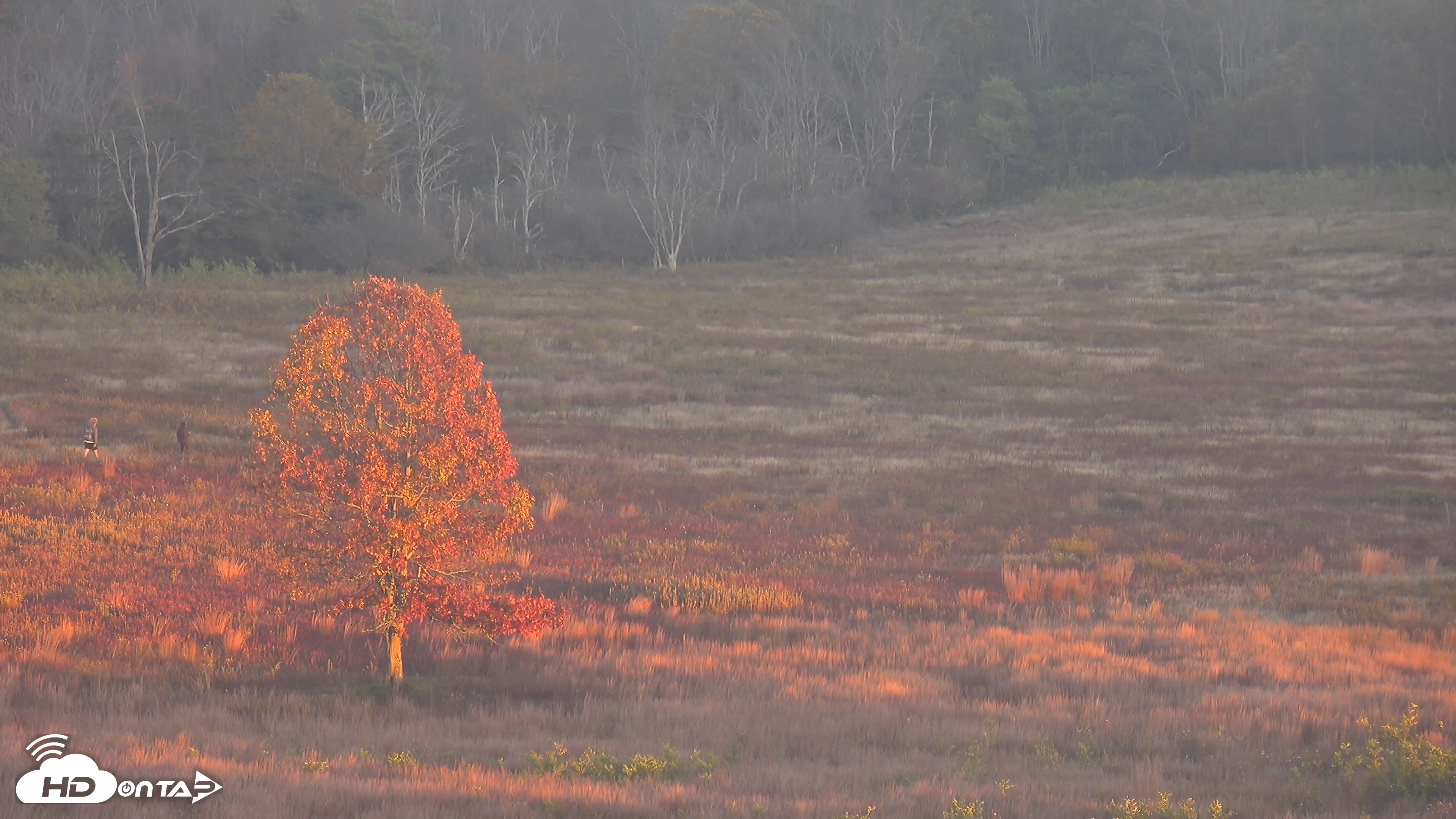 Snapshot of Shenandoah National Park Big Meadow Live Cam taken Oct 15, 2025, 6:25pm EDT