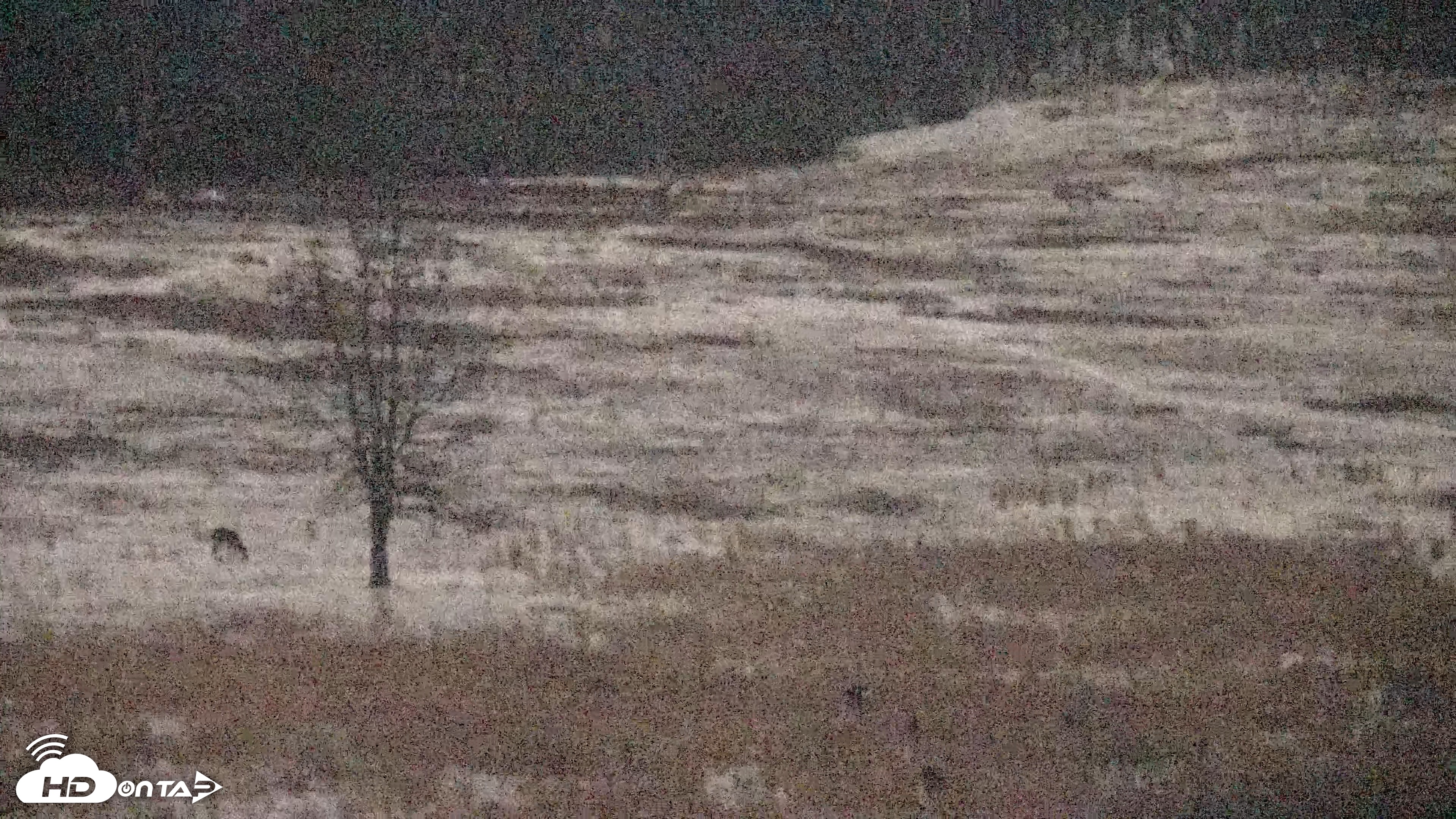 Snapshot of Shenandoah National Park Big Meadow Live Cam taken Jan 31, 2026, 10:05pm EST