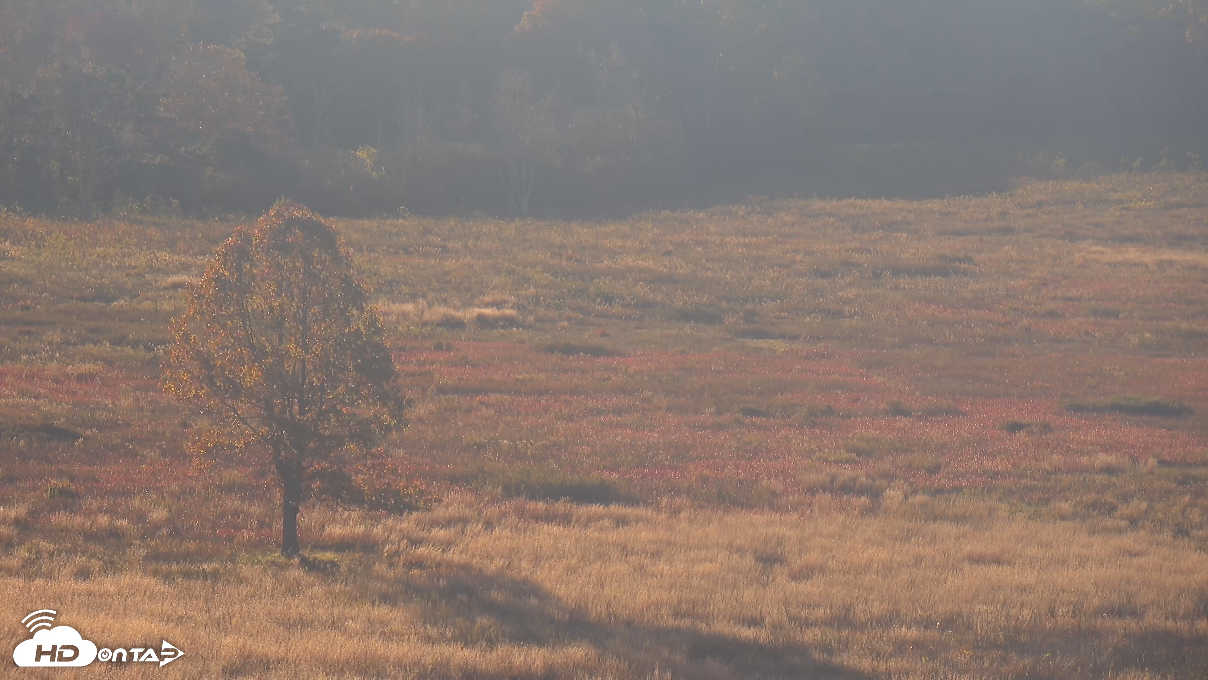 Snapshot of Shenandoah National Park Big Meadow Live Cam taken Oct 18, 2026, 8:15am EDT