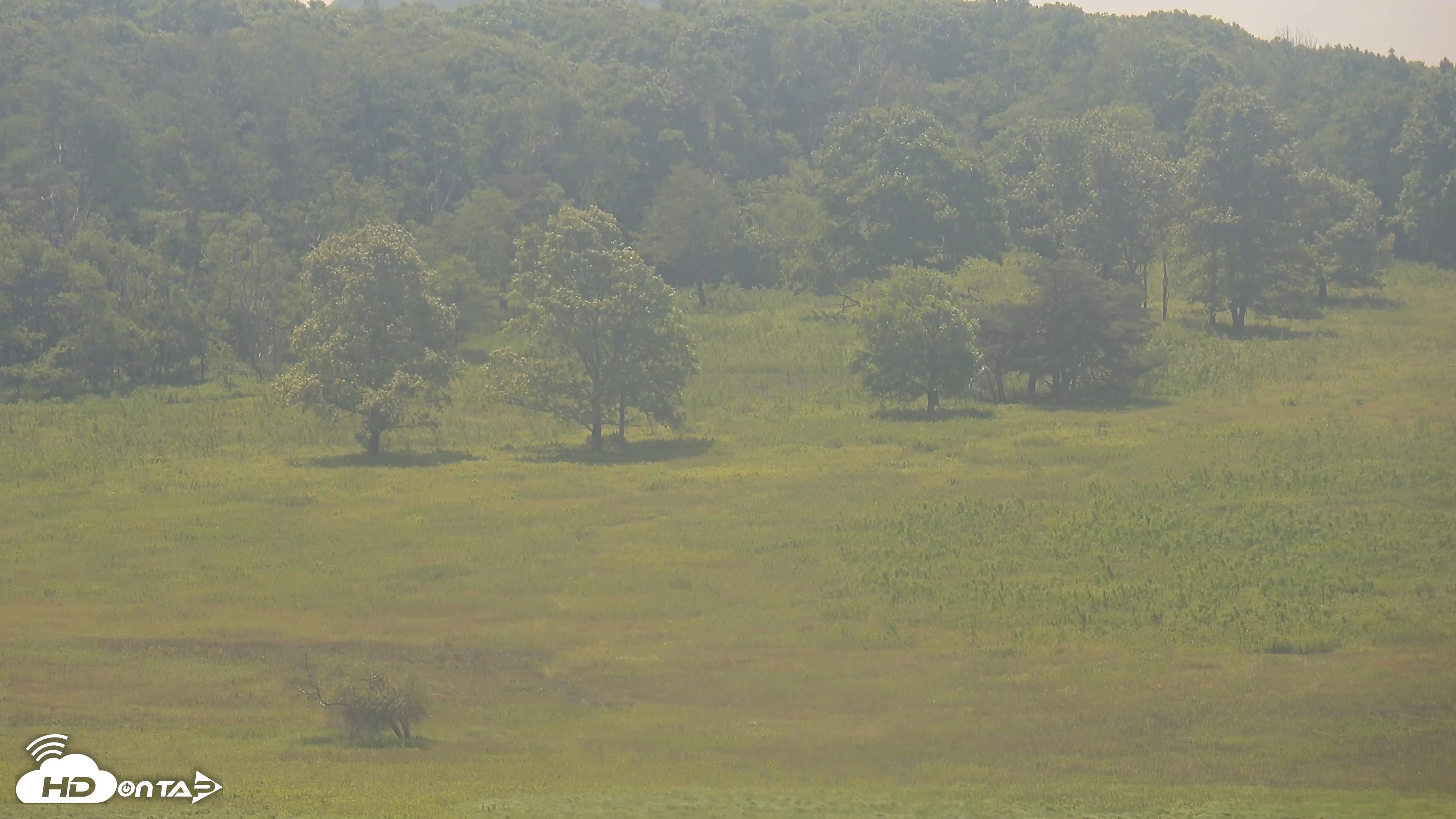 Snapshot of Shenandoah National Park Big Meadow Live Cam taken Jun 7, 2026, 11:52am EDT
