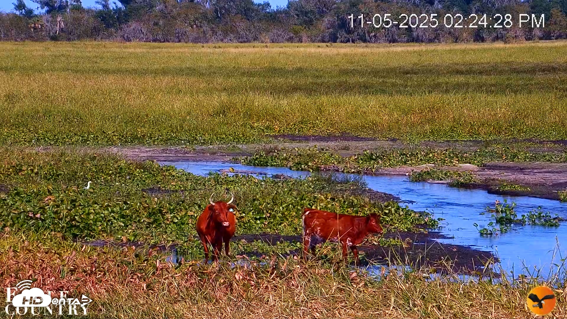 Snapshot of Southwest Florida River Wildlife Live Cams taken Nov 5, 2025, 2:30pm EST