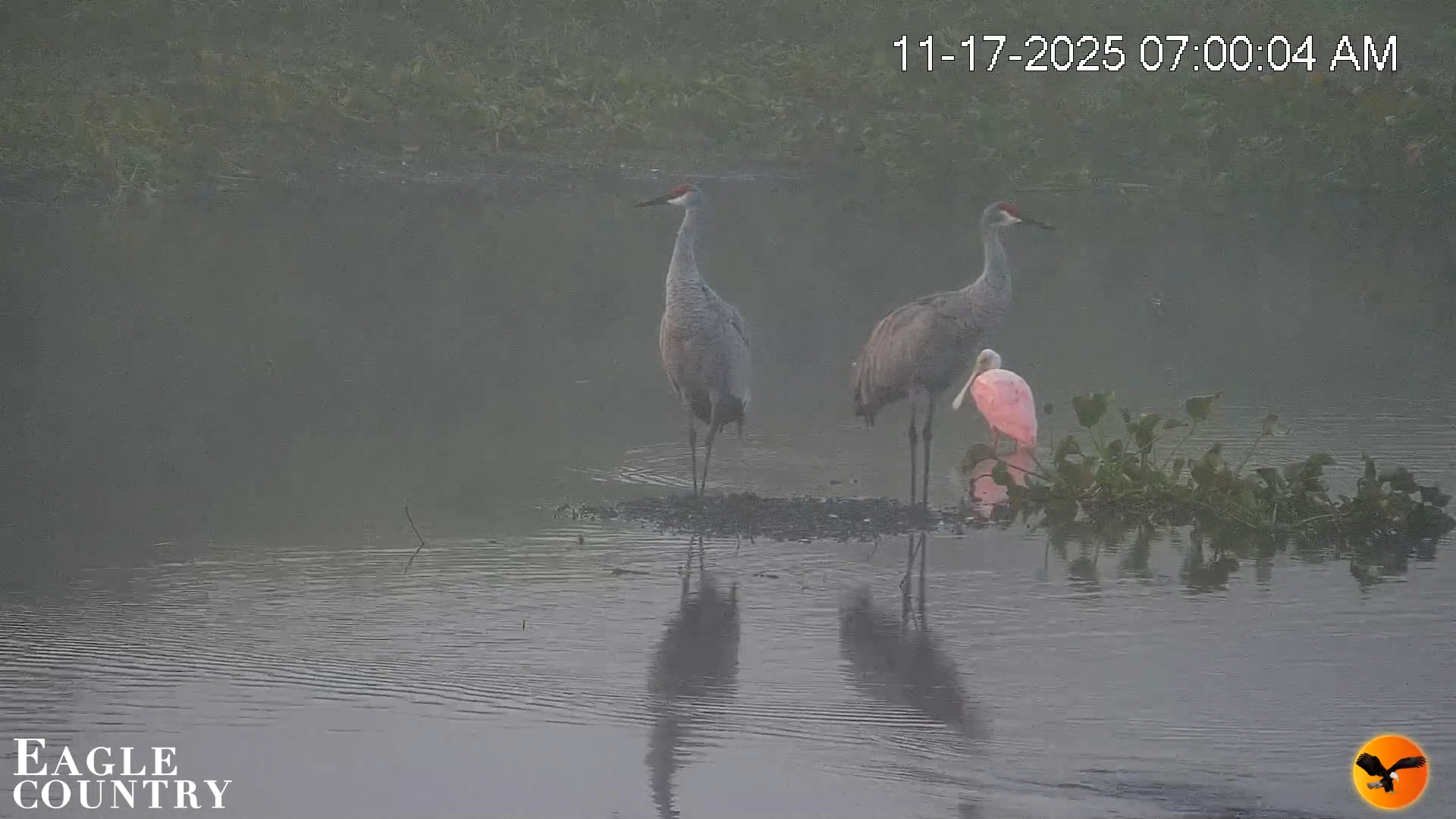 Snapshot of Southwest Florida River Wildlife Live Cams taken Nov 17, 2025, 7:01am EST