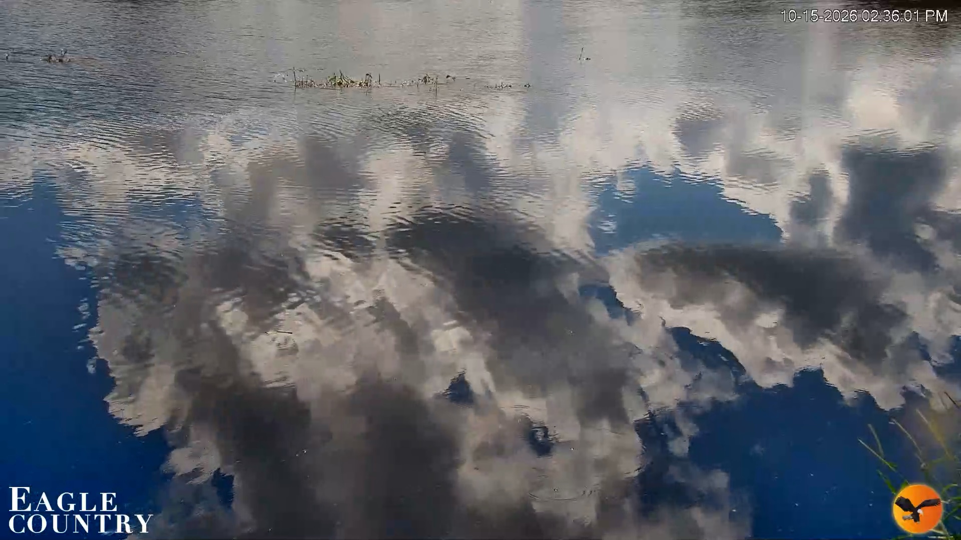 Snapshot of Southwest Florida River Wildlife Live Cams taken Oct 15, 2026, 2:36pm EDT