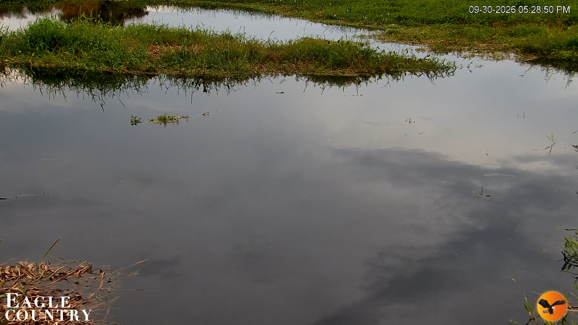 Snapshot of Southwest Florida River Wildlife Live Cams taken Sep 30, 2026, 5:29pm EDT