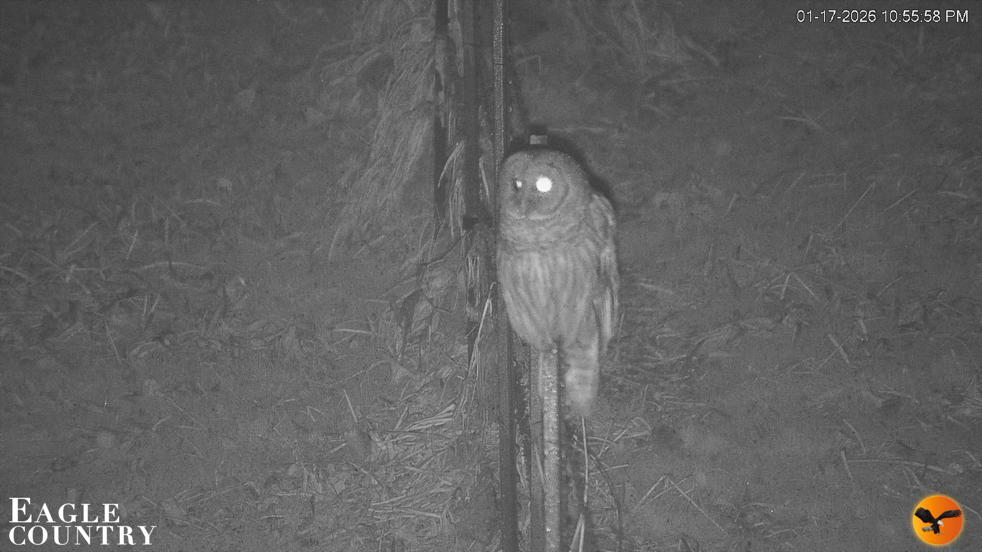 Snapshot of Southwest Florida River Wildlife Live Cams taken Jan 17, 2026, 10:56pm EST