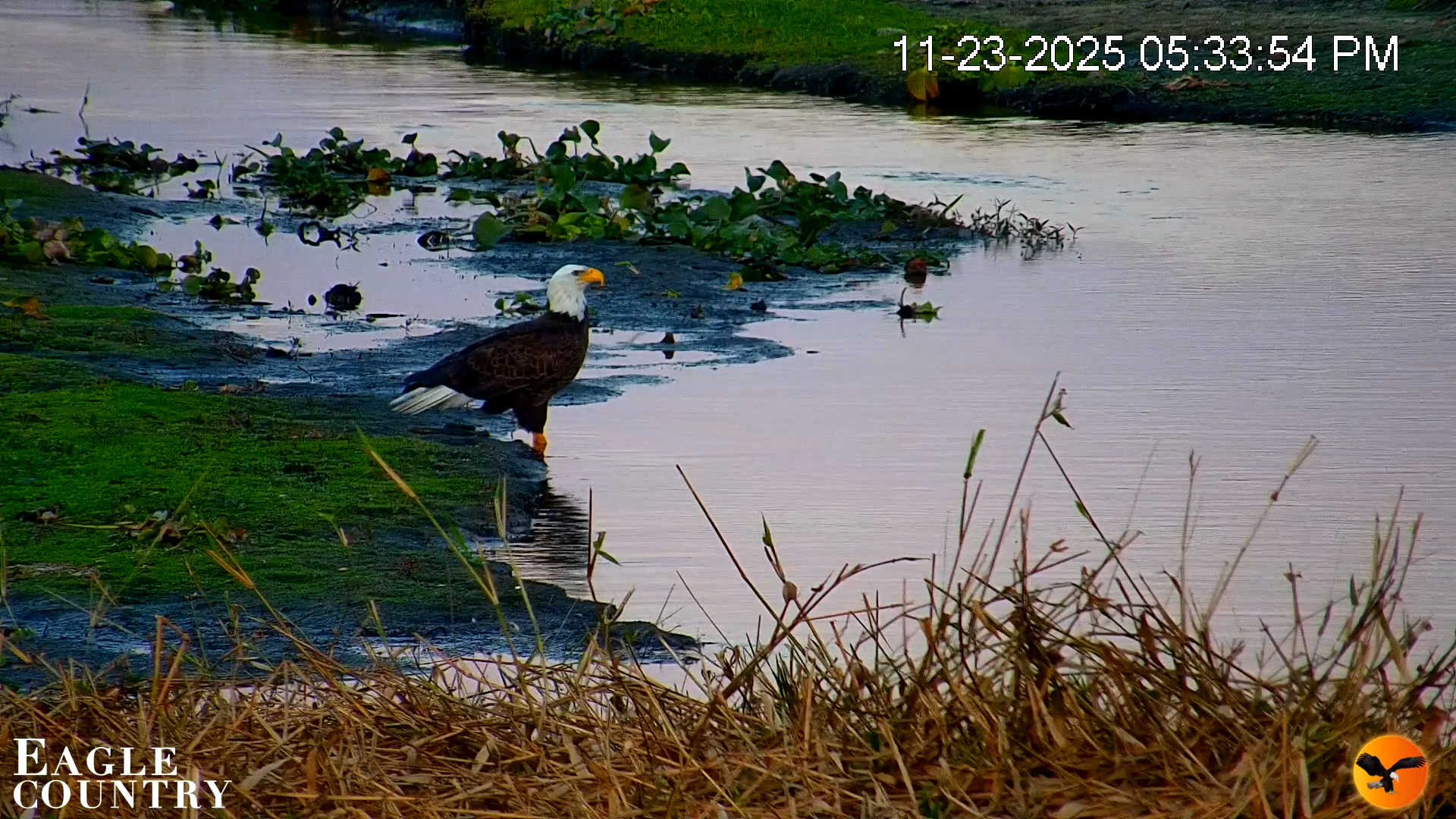 Snapshot of Southwest Florida River Wildlife Live Cams taken Nov 23, 2025, 5:34pm EST