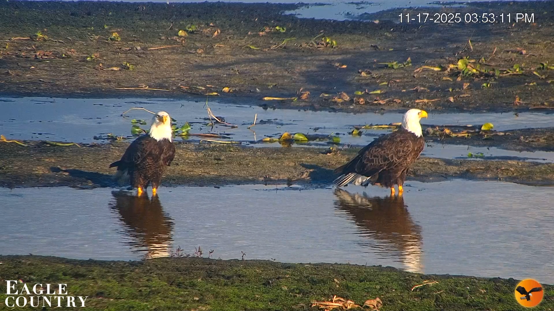 Snapshot of Southwest Florida River Wildlife Live Cams taken Nov 17, 2025, 3:54pm EST