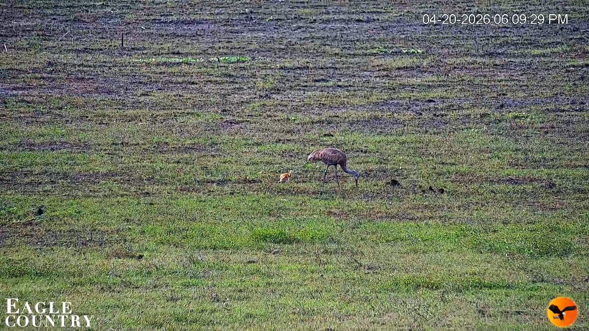 Snapshot of Southwest Florida River Wildlife Live Cams taken Apr 20, 2026, 6:10pm EDT