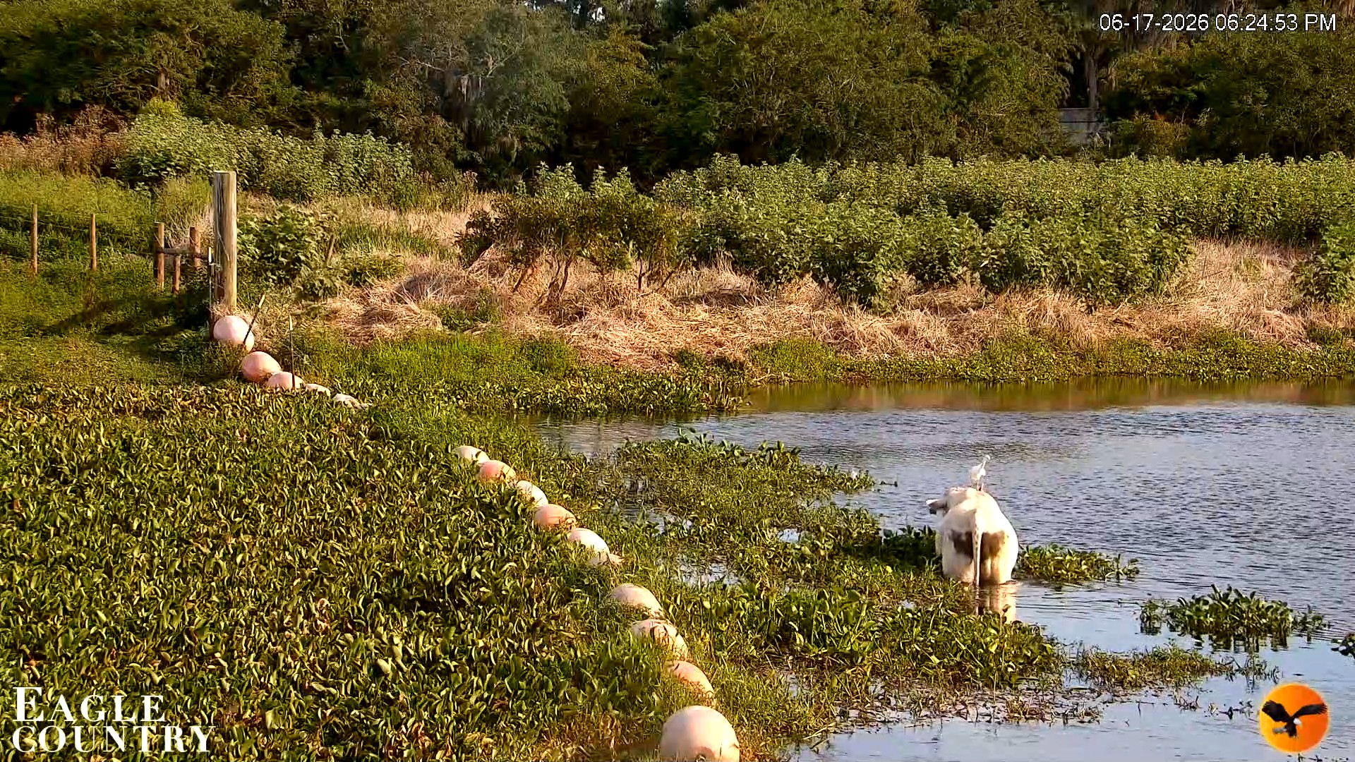 Snapshot of Southwest Florida River Wildlife Live Cams taken Jun 17, 2026, 6:25pm EDT