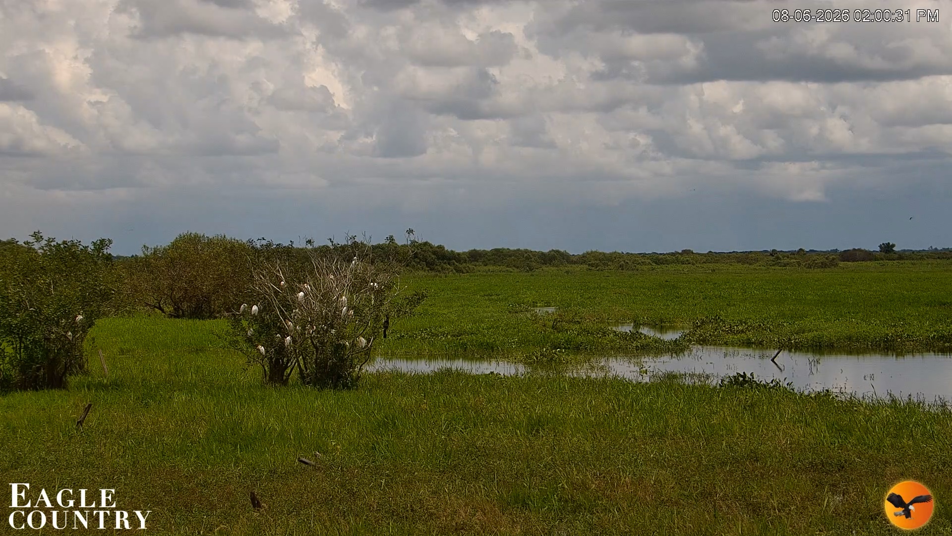 Snapshot of Southwest Florida River Wildlife Live Cams taken Aug 6, 2026, 2:00pm EDT