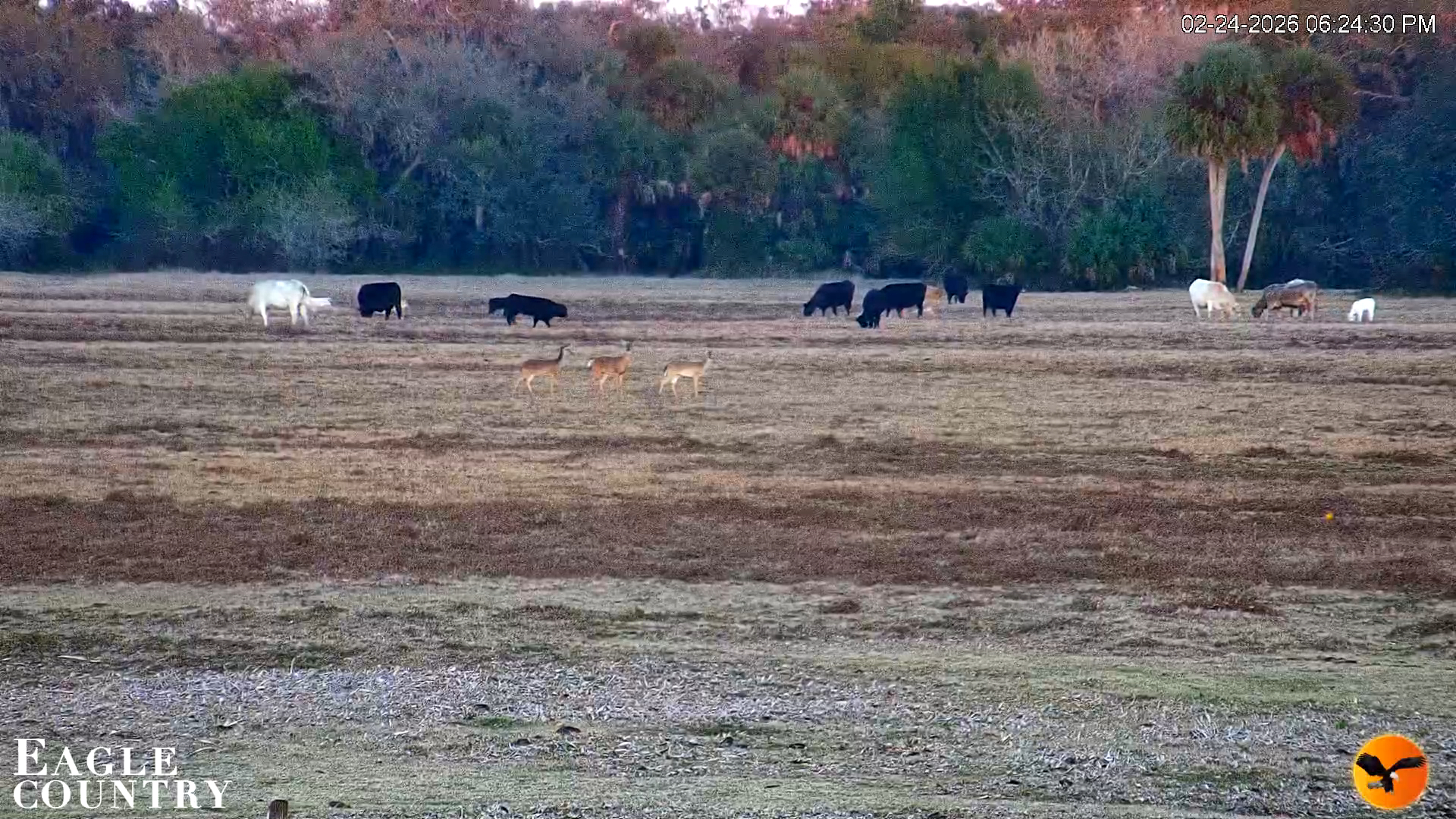 Snapshot of Southwest Florida River Wildlife Live Cams taken Feb 24, 2026, 6:25pm EST
