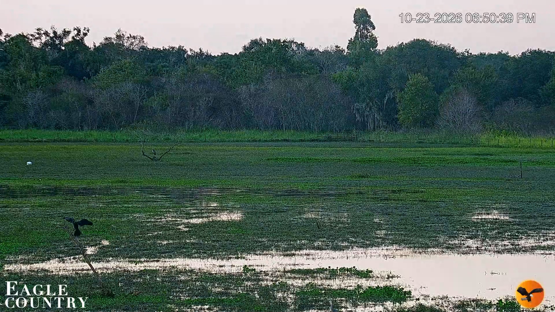 Snapshot of Southwest Florida River Wildlife Live Cams taken Oct 23, 2026, 6:51pm EDT