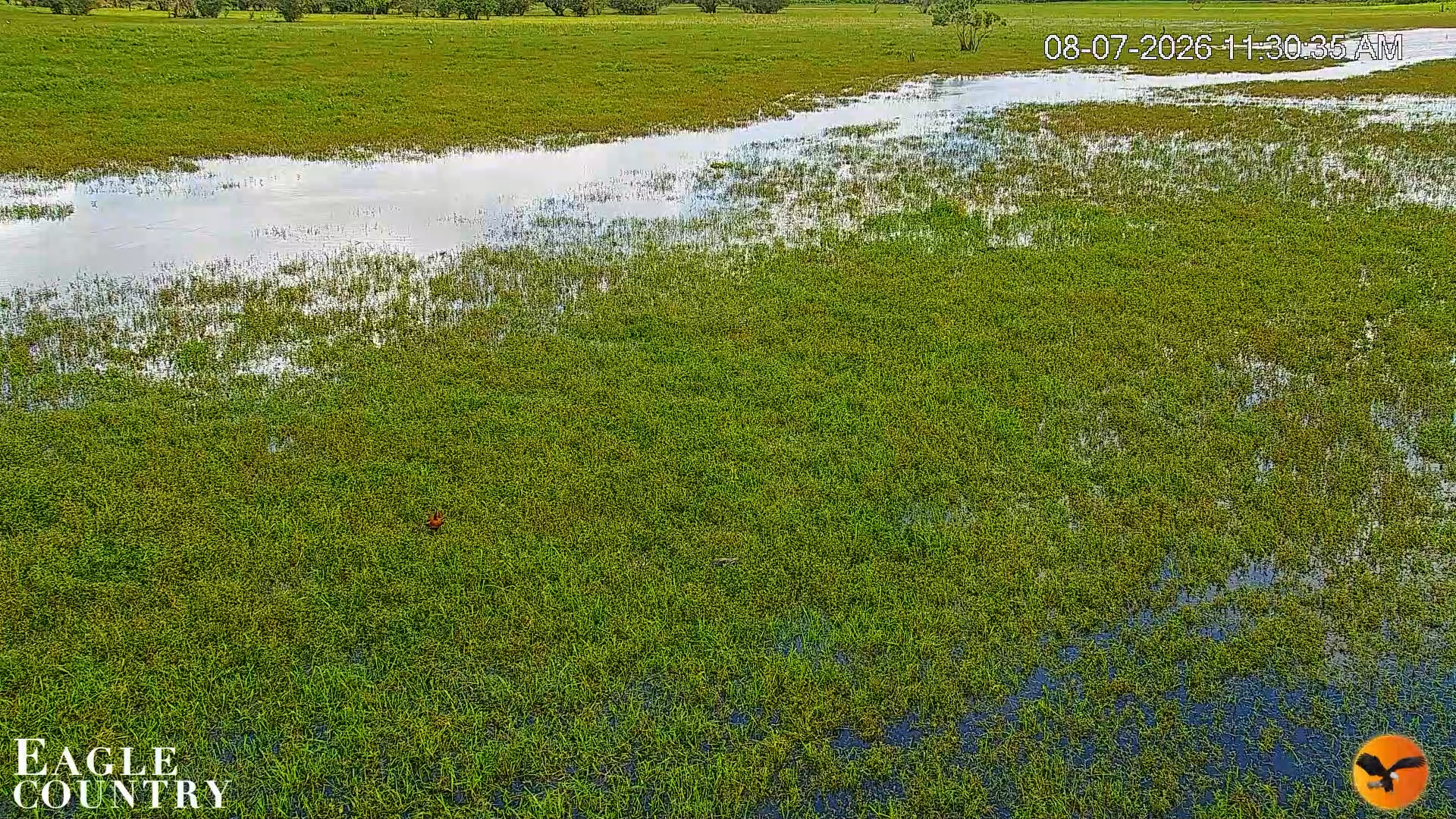 Snapshot of Southwest Florida River Wildlife Live Cams taken Aug 7, 2026, 11:31am EDT