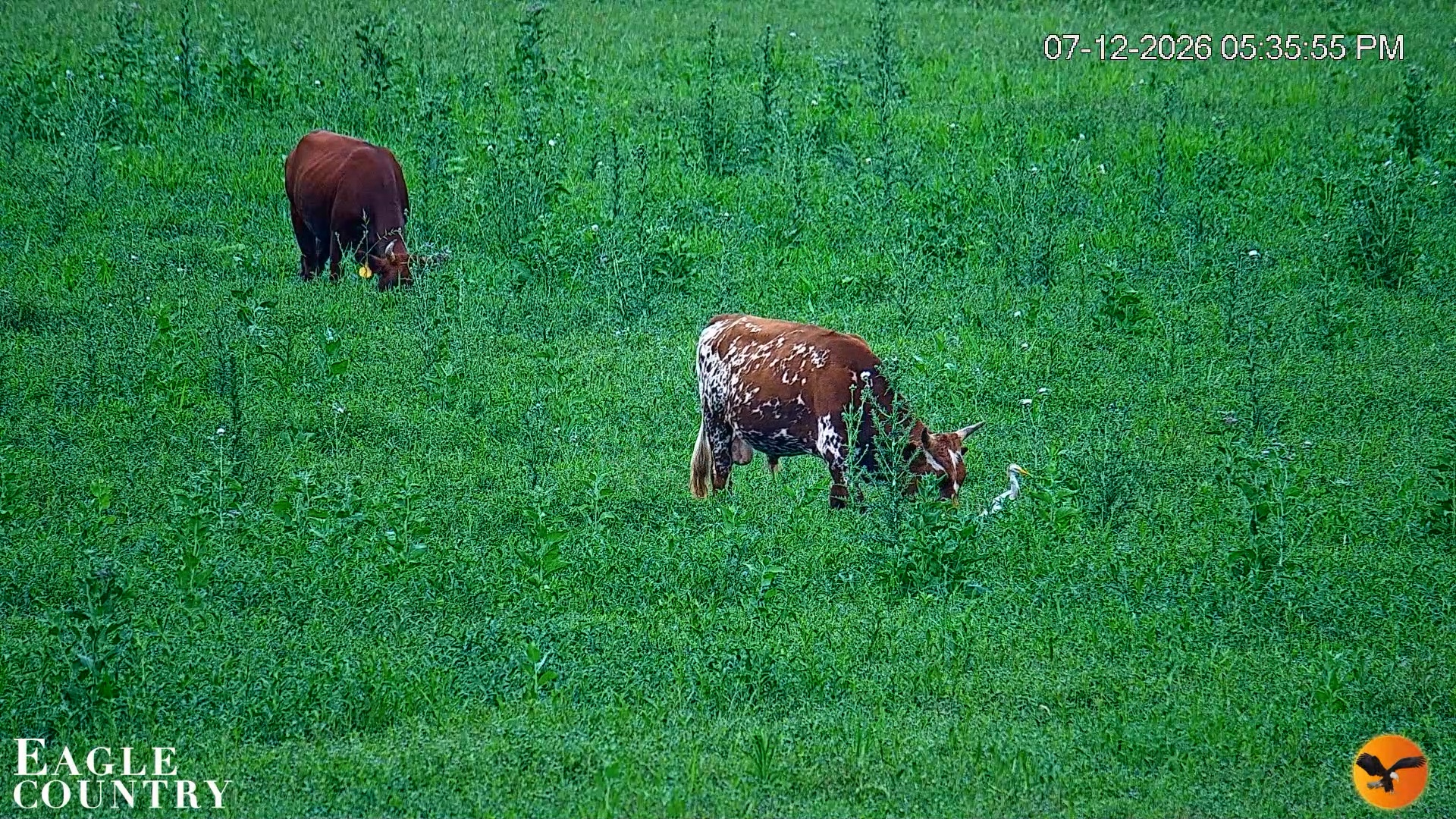 Snapshot of Southwest Florida River Wildlife Live Cams taken Jul 12, 2026, 5:37pm EDT