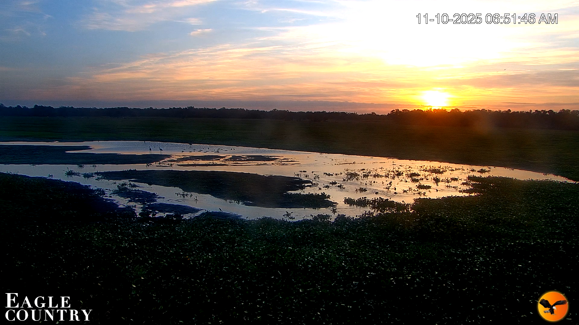 Snapshot of Southwest Florida River Wildlife Live Cams taken Nov 10, 2025, 6:53am EST