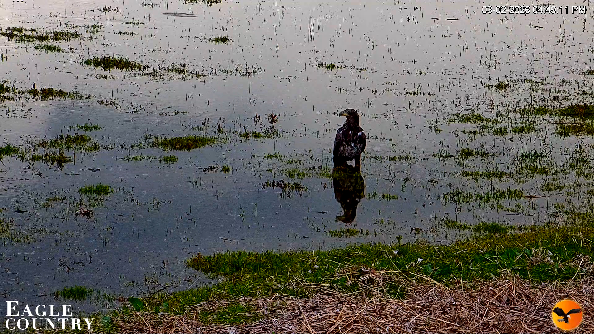Snapshot of Southwest Florida River Wildlife Live Cams taken Mar 2, 2026, 4:50pm EST