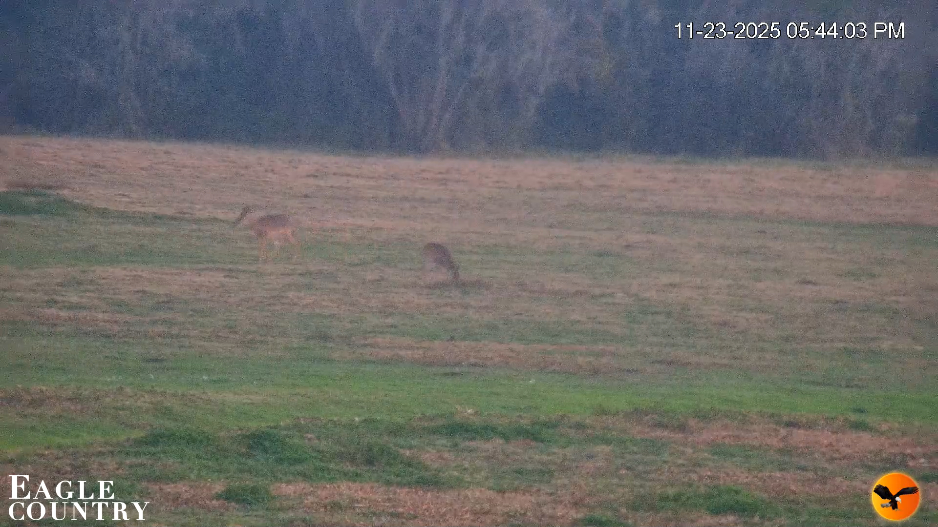 Snapshot of Southwest Florida River Wildlife Live Cams taken Nov 23, 2025, 5:45pm EST