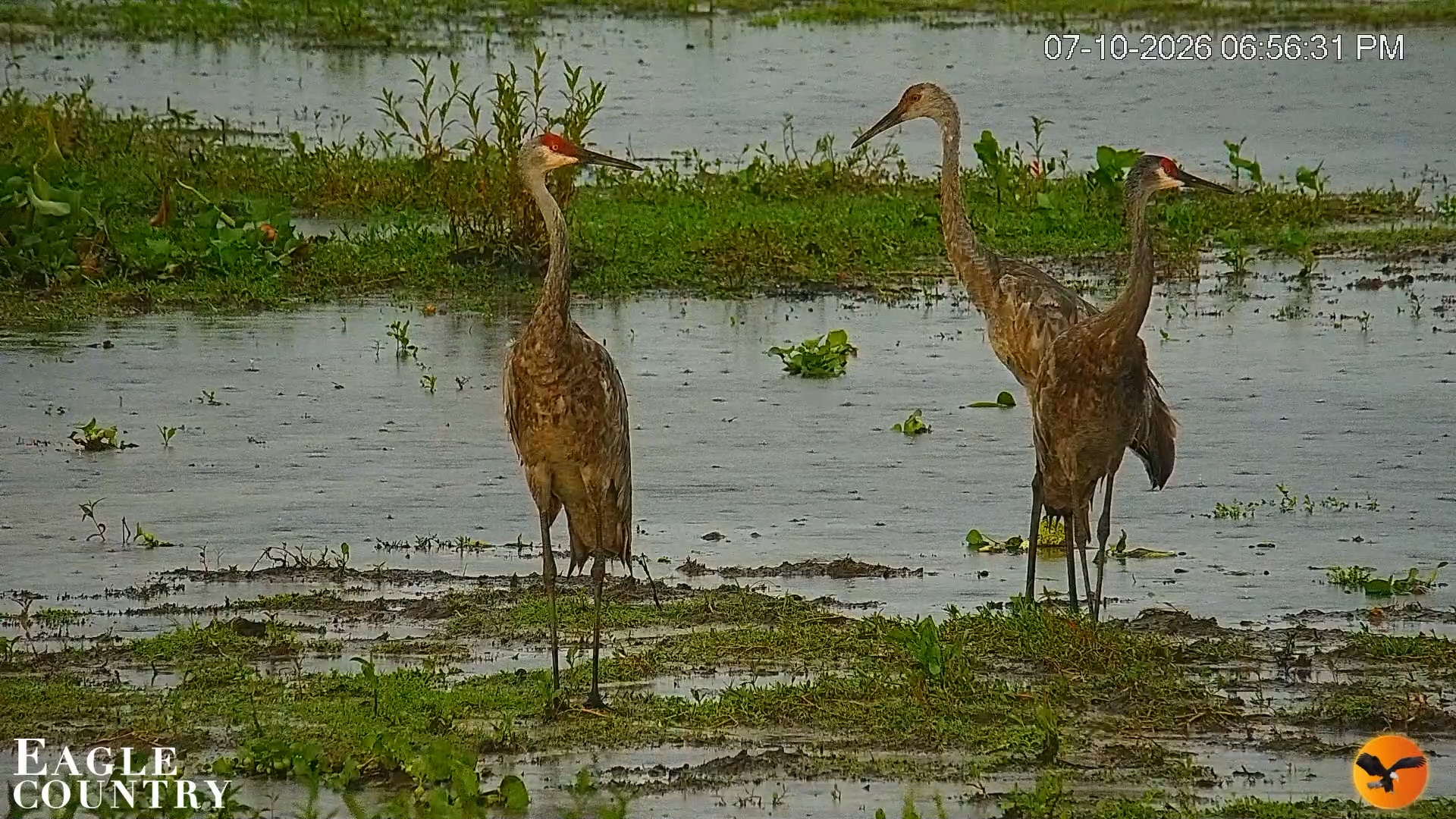 Snapshot of Southwest Florida River Wildlife Live Cams taken Jul 10, 2026, 6:57pm EDT