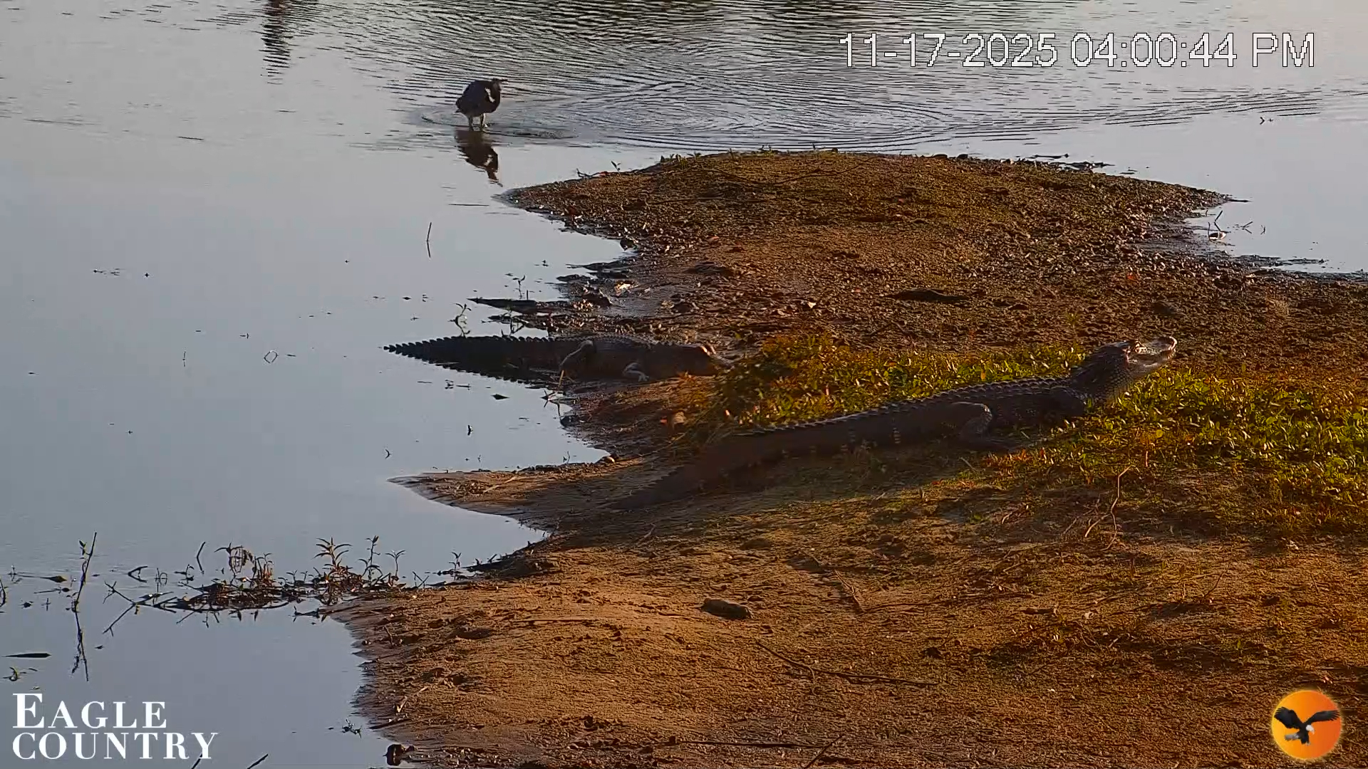 Snapshot of Southwest Florida River Wildlife Live Cams taken Nov 17, 2025, 4:02pm EST