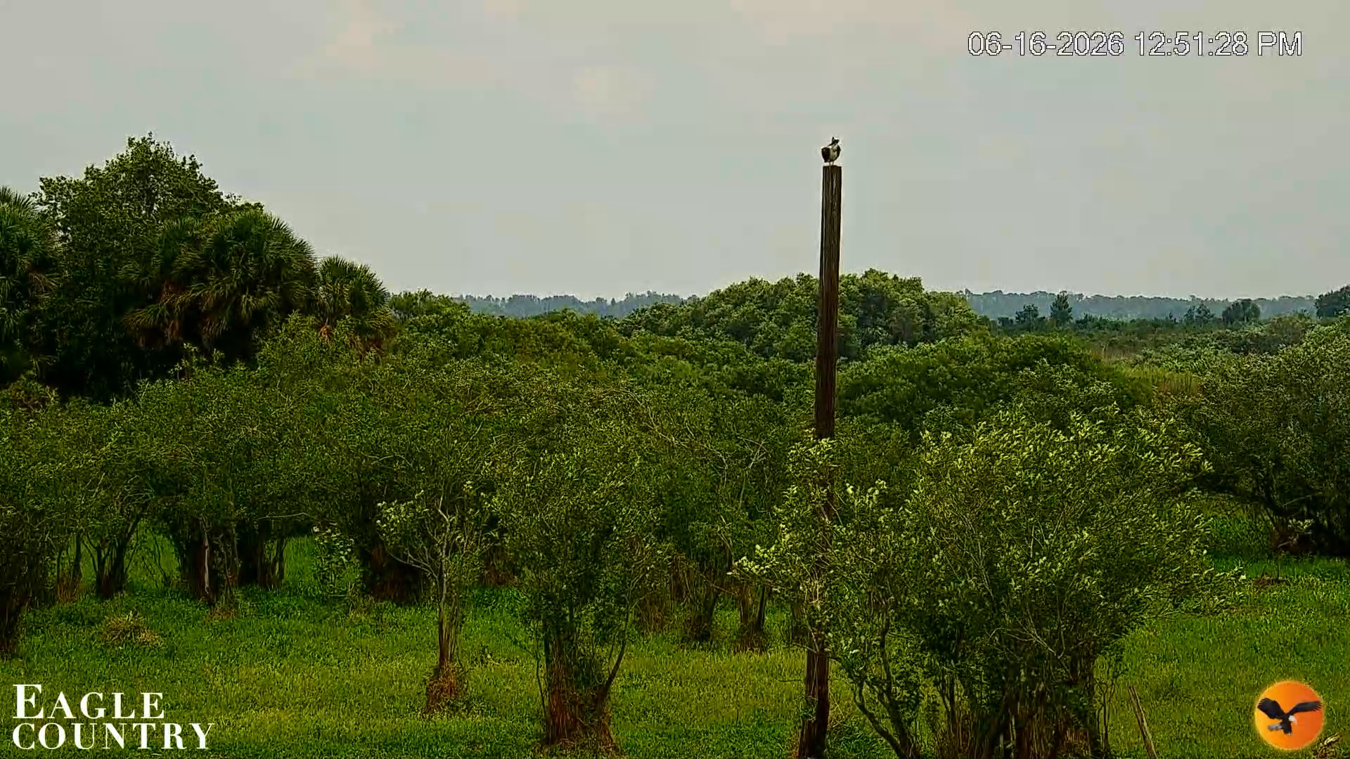 Snapshot of Southwest Florida River Wildlife Live Cams taken Jun 16, 2026, 12:52pm EDT